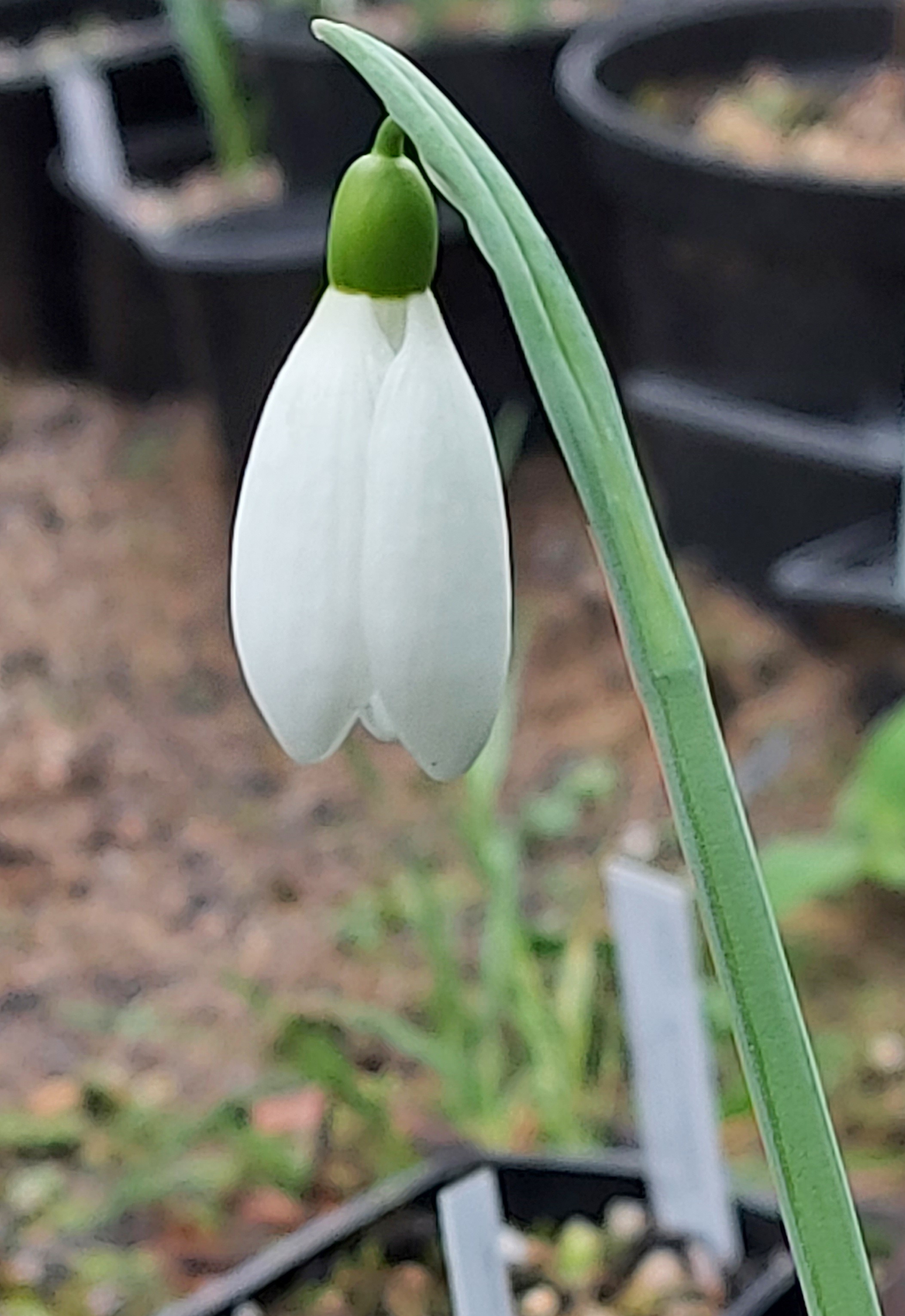 Galanthus Cicely Hall