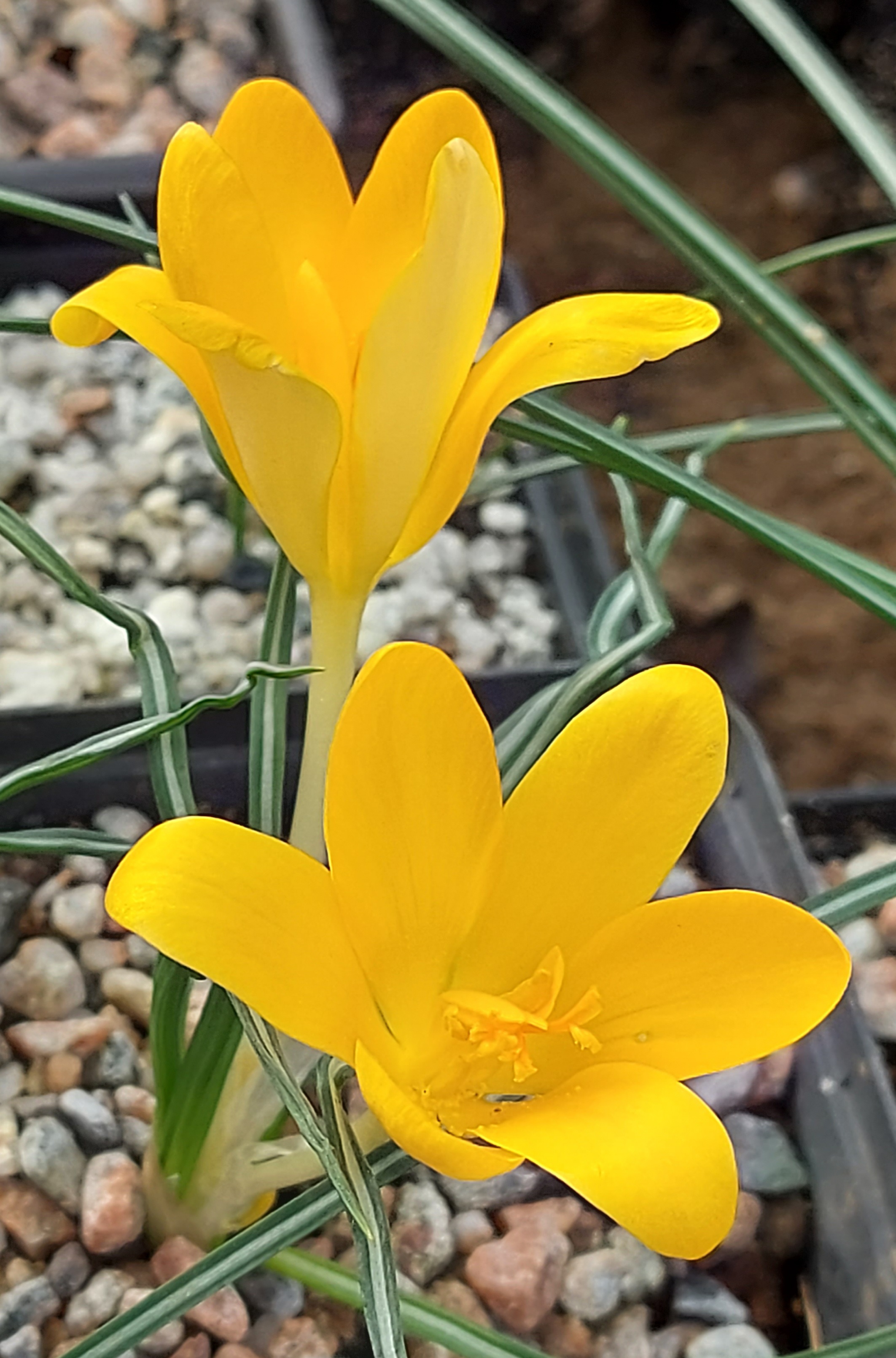 Crocus angustifolius Gold