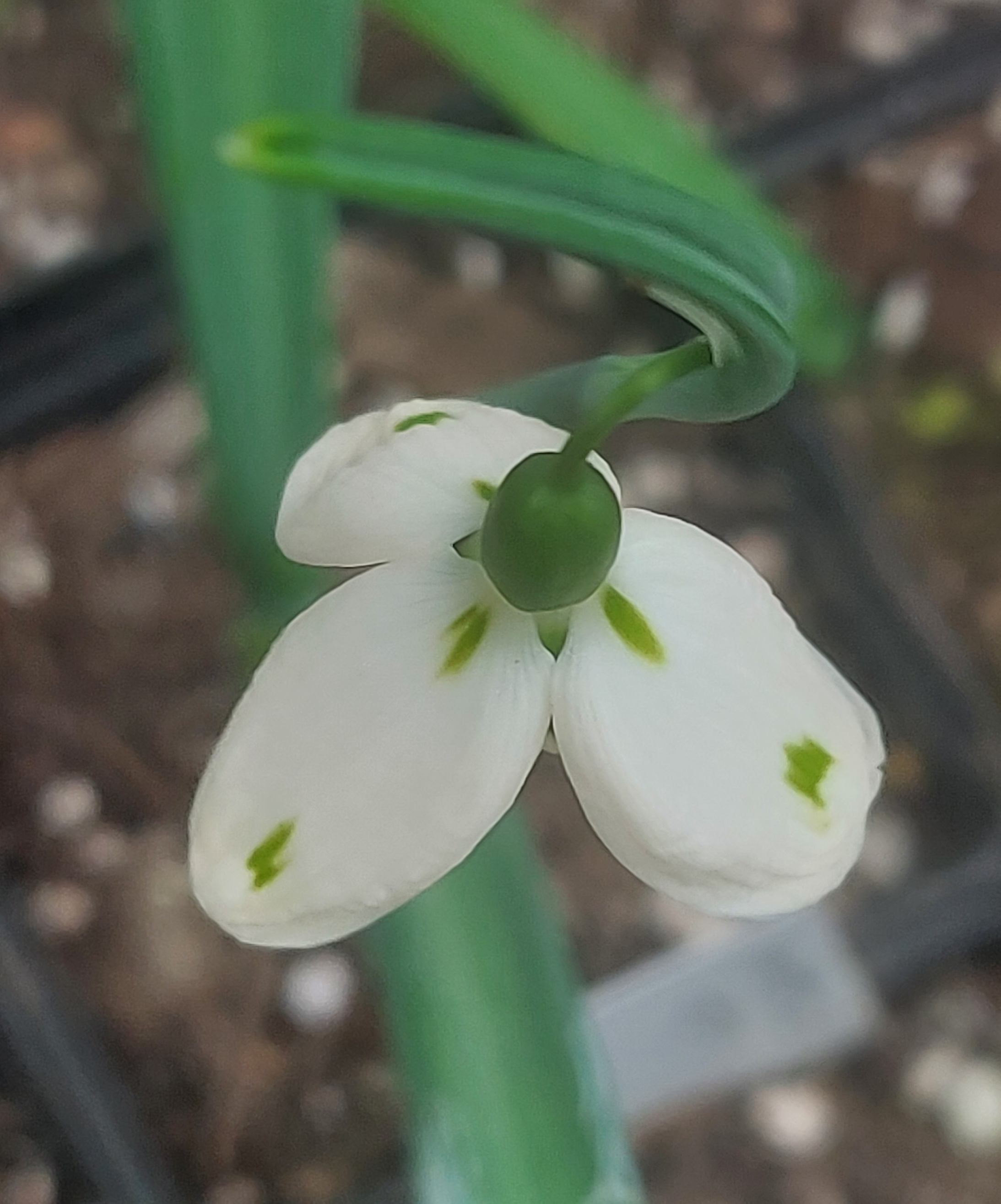 Galanthus Wind Turbine