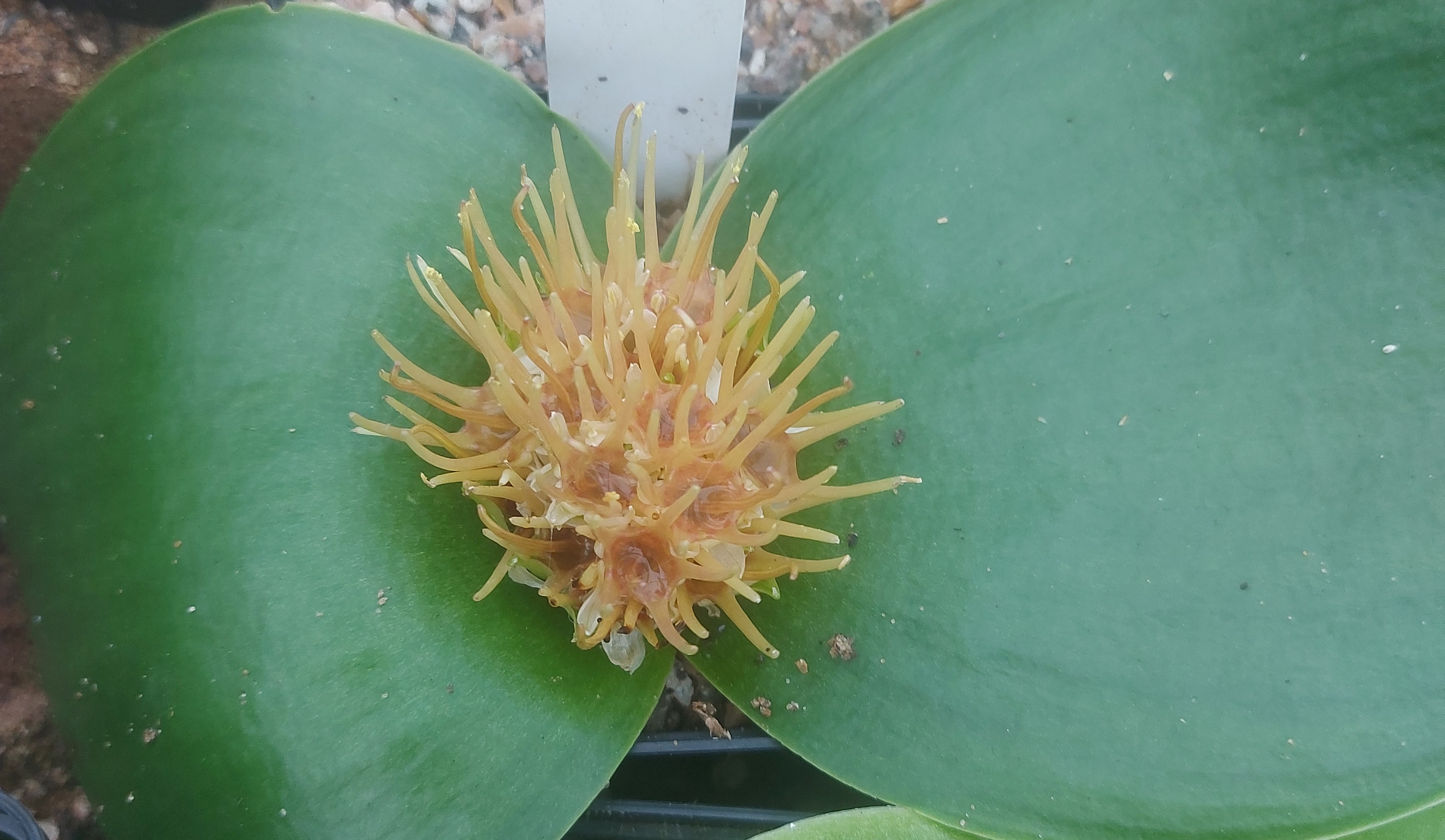 Massonia roggeveldensis