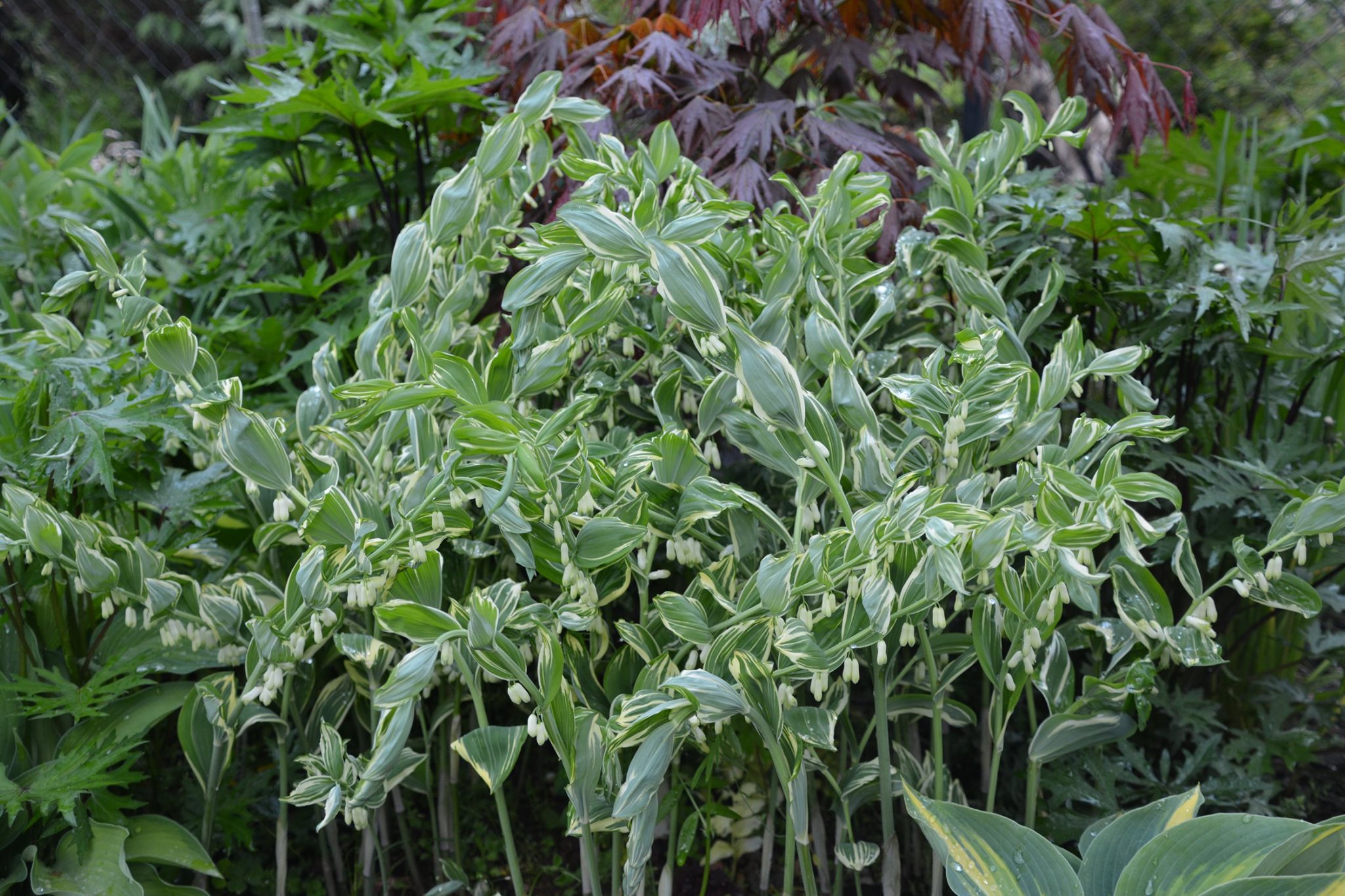 Polygonatum hybridum Grace Barker