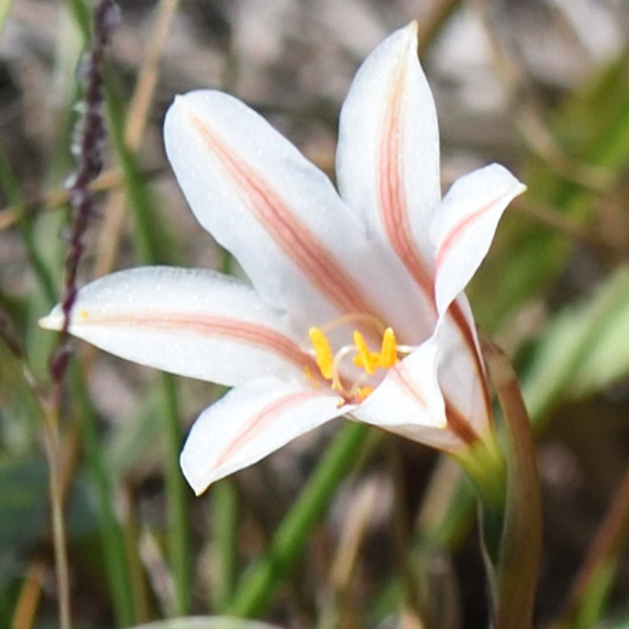 Cyrtanthus loddigesianus