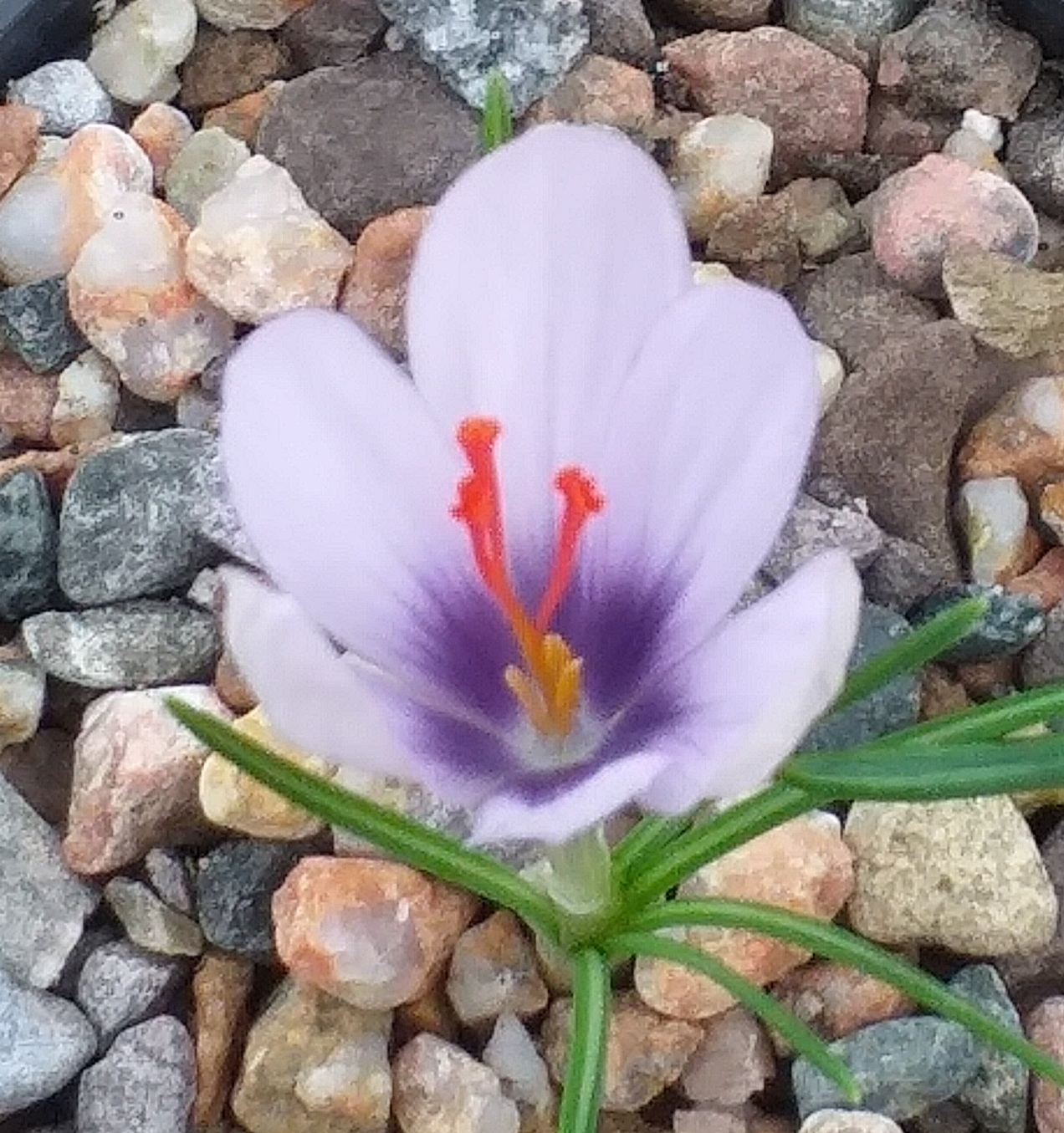 Crocus Dream Dancer