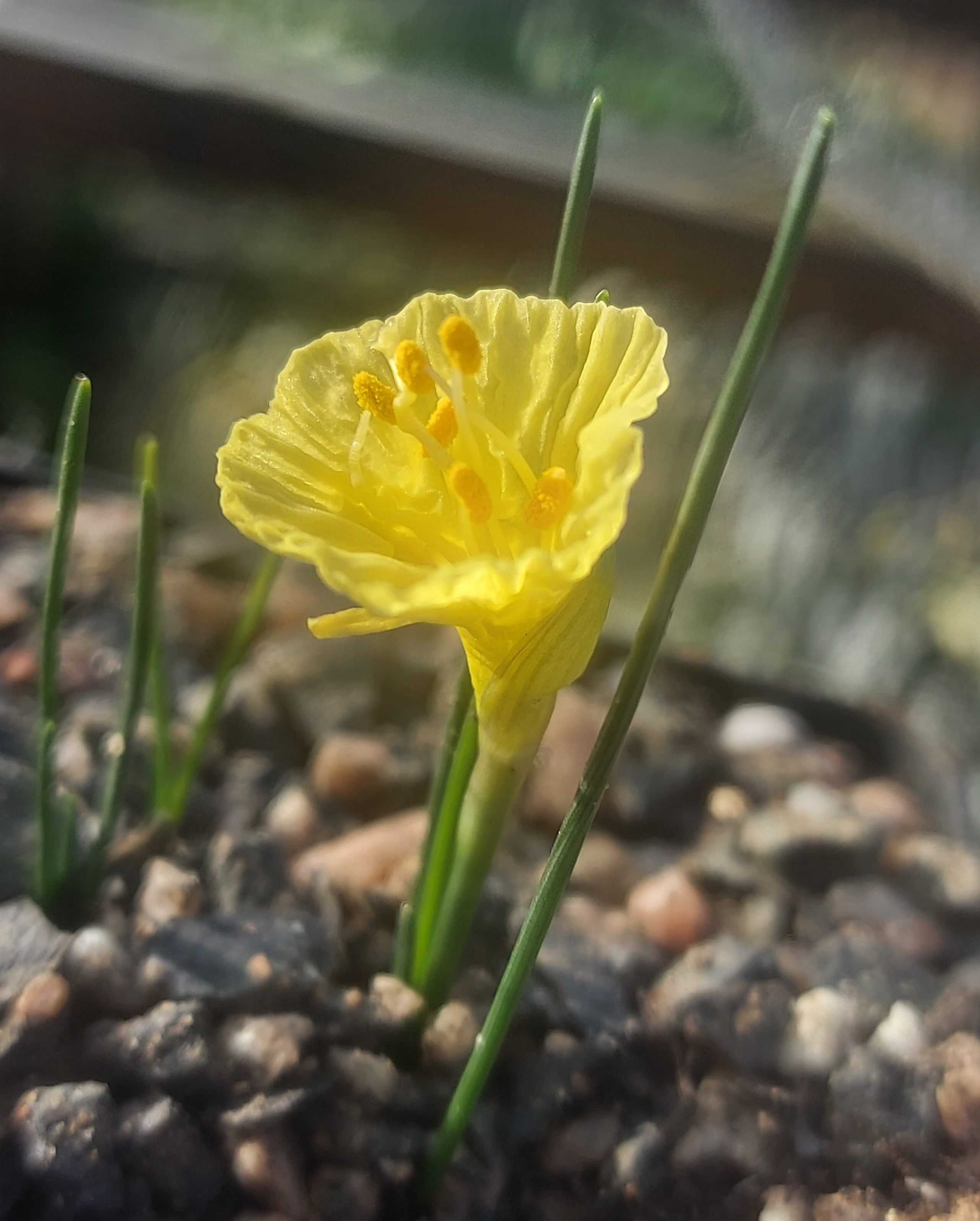 Narcissus Sedna