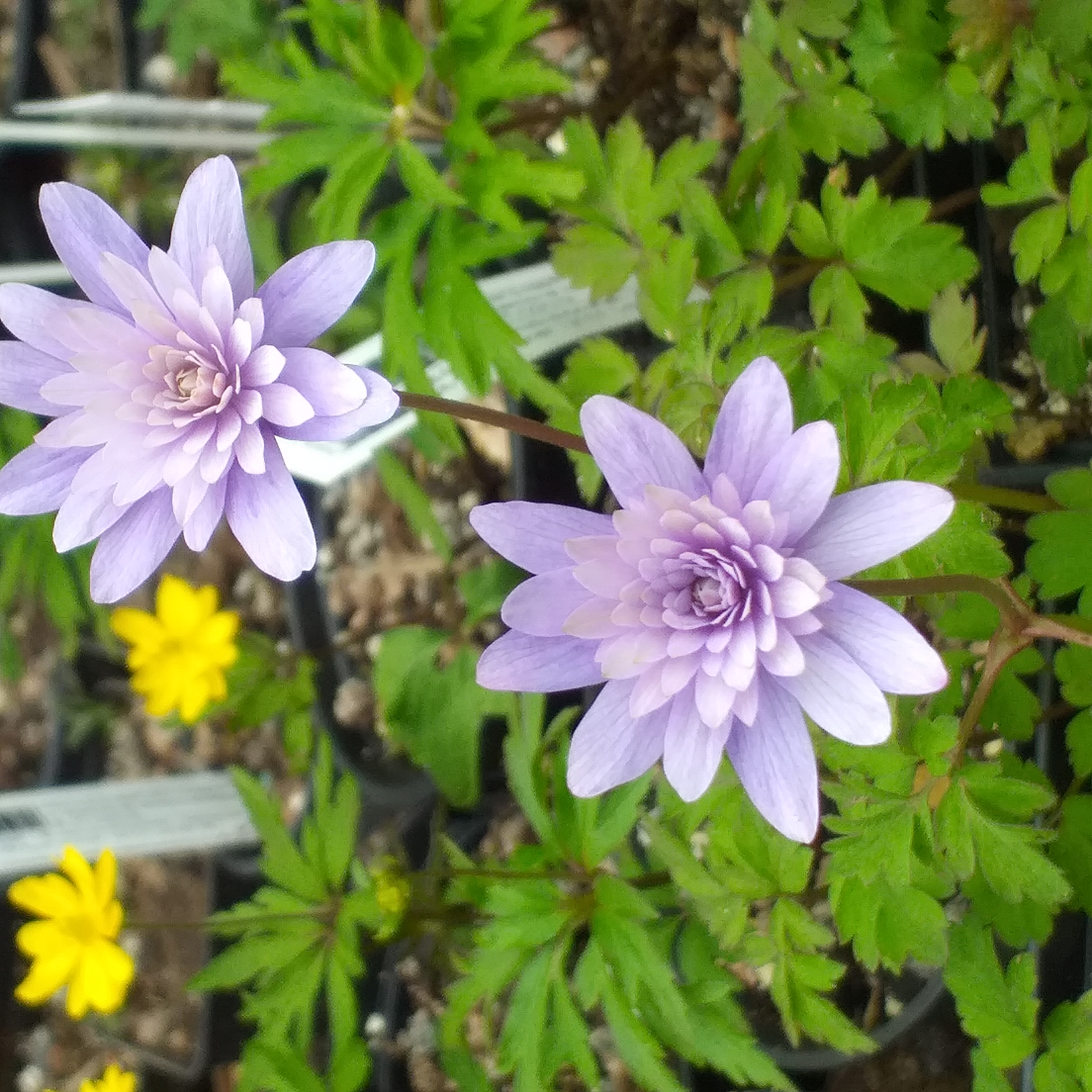Anemone Canon Ellacombe
