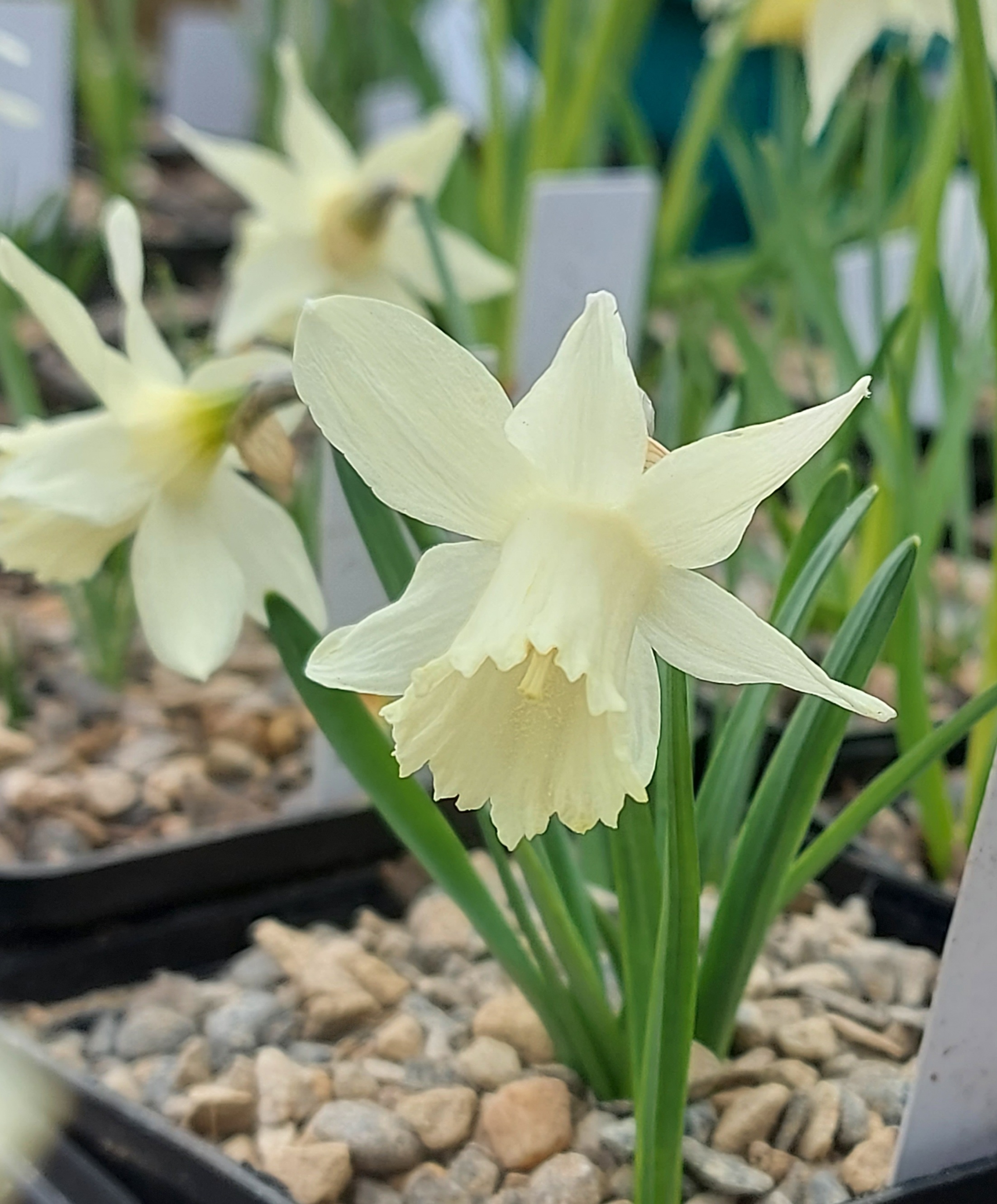 Narcissus Agnes Harvey