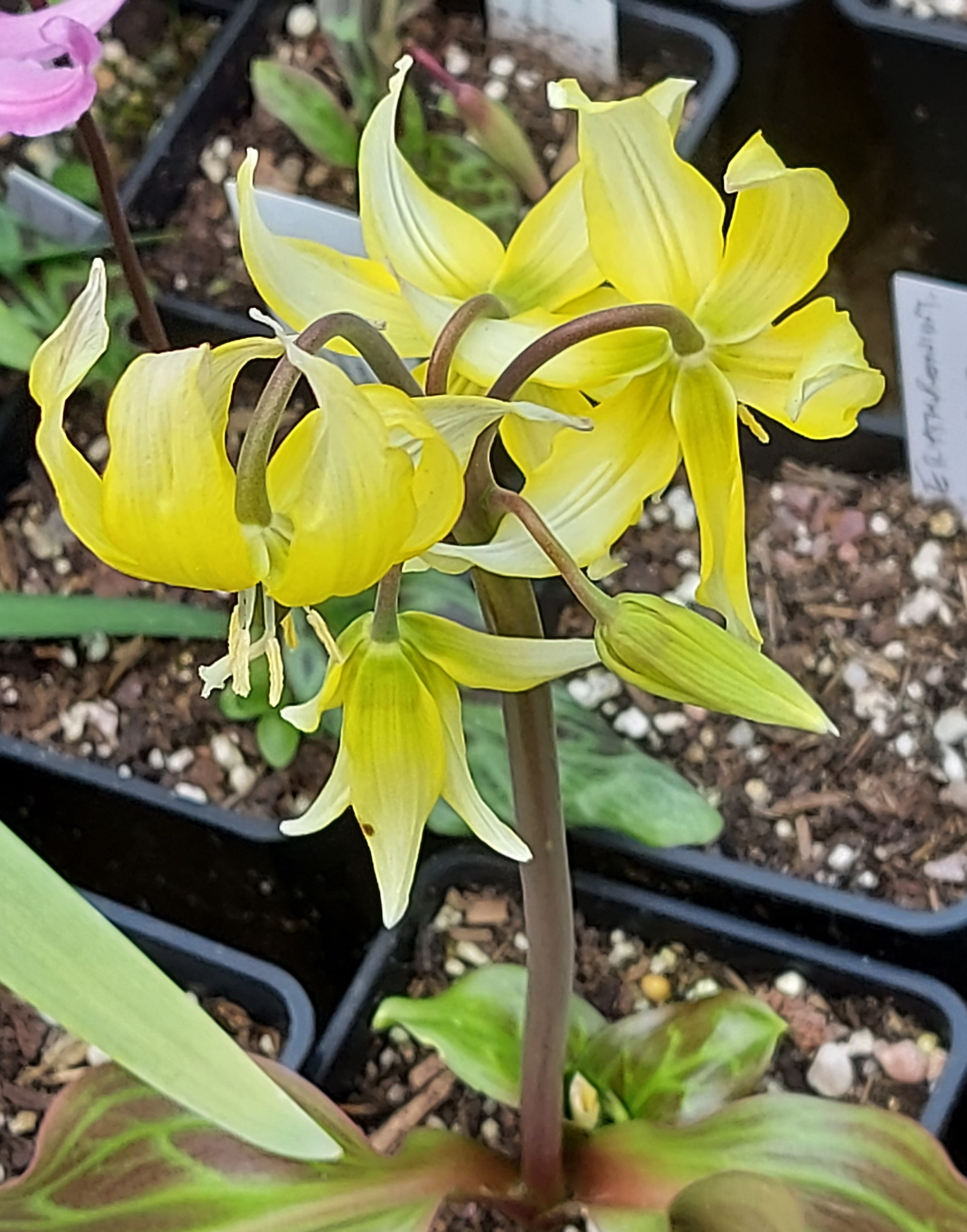 Erythronium Sundisc