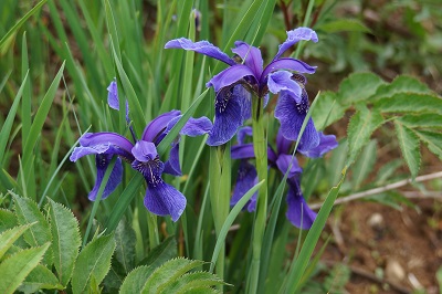 Iris goniocarpa
