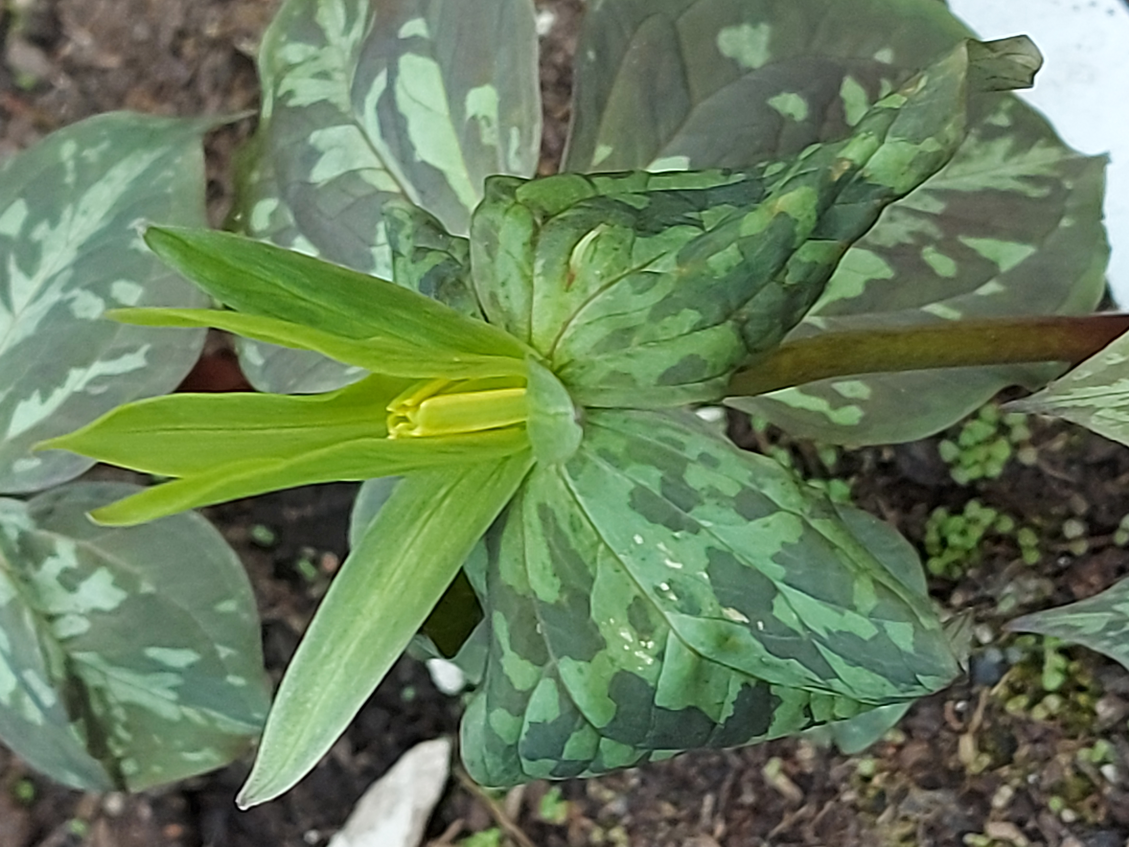 Trillium viridescens