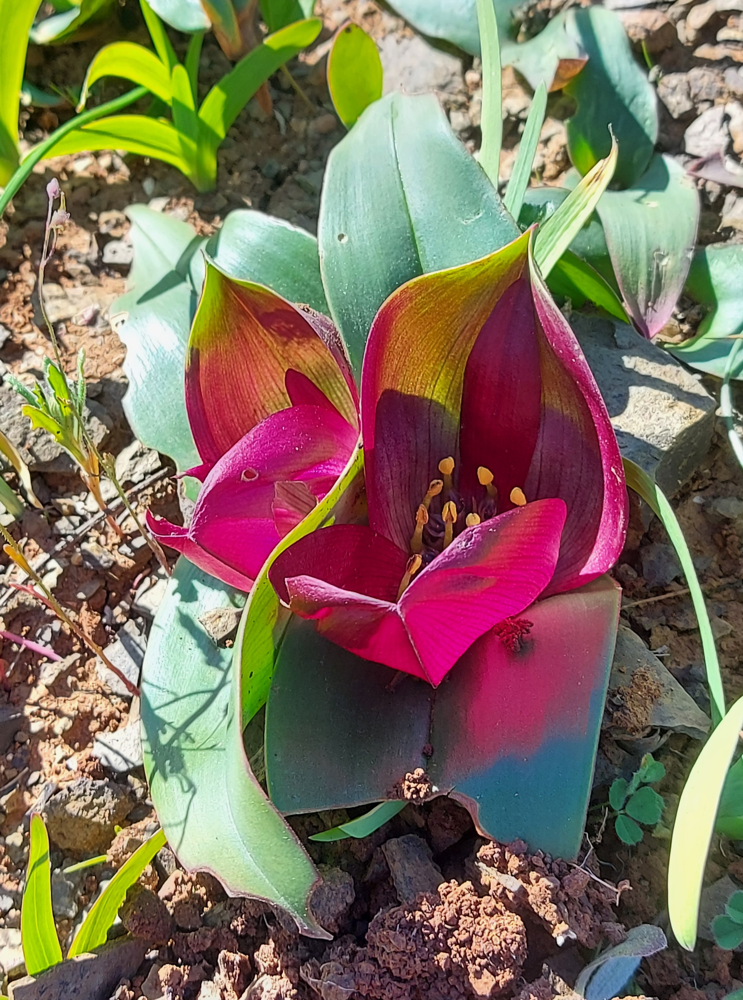 Androcymbium latifolium