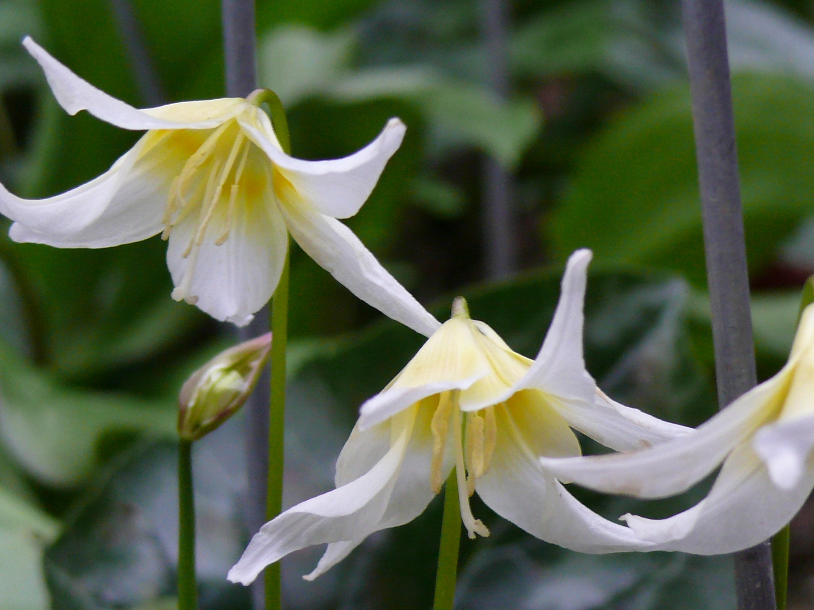 Erythronium cliftonii