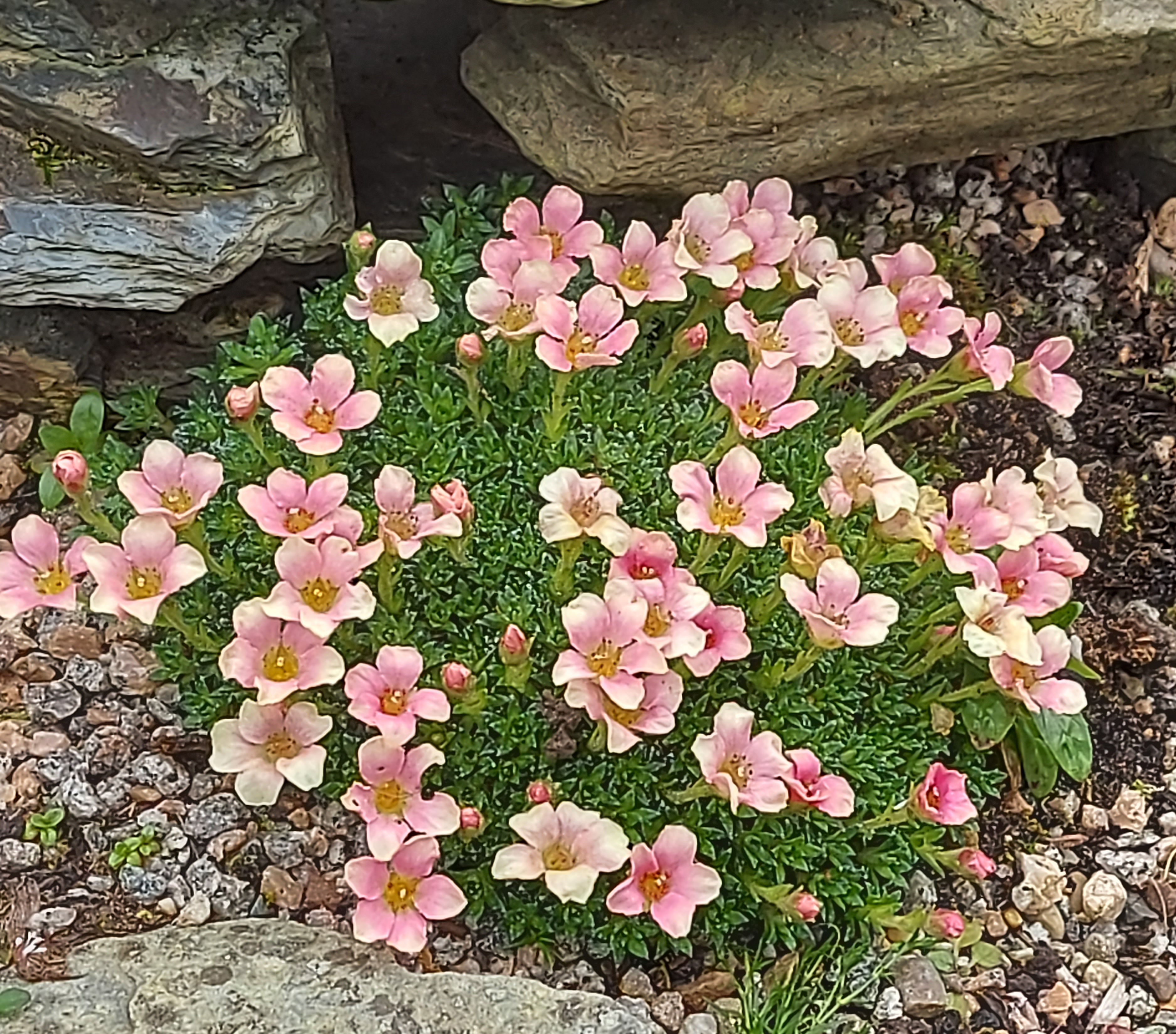 Saxifraga Paul Gaugin