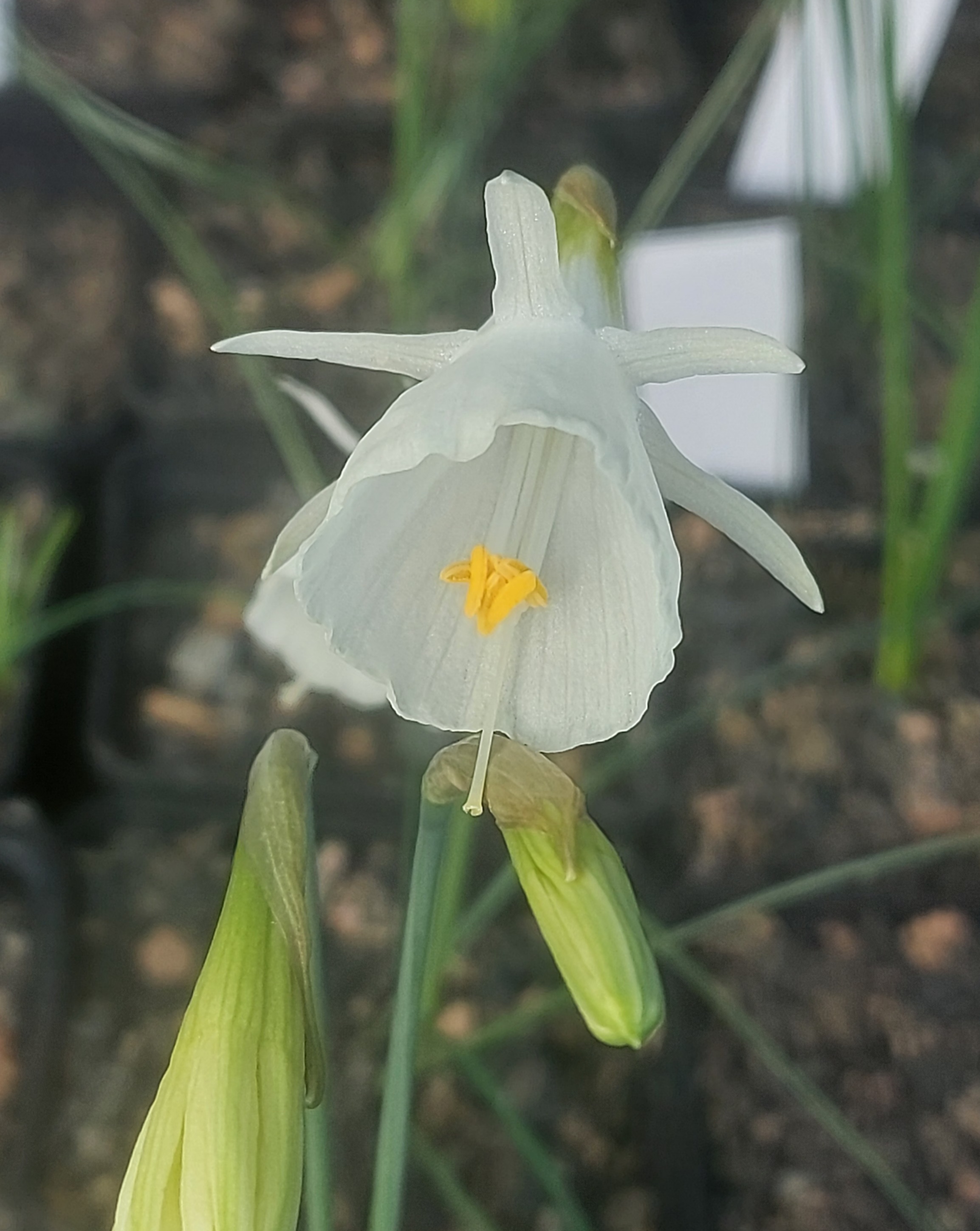 Narcissus albidus var occidentalis
