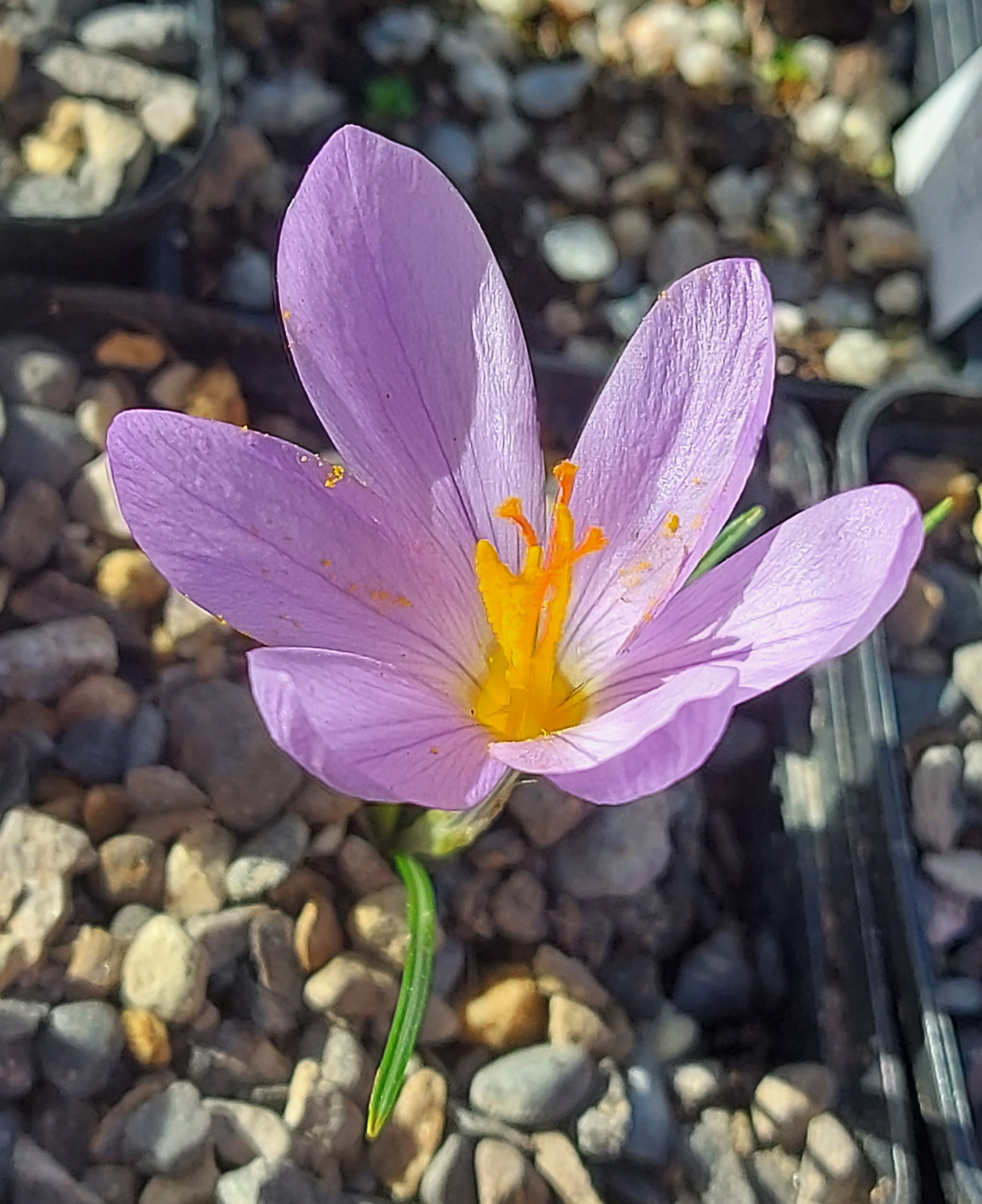 Crocus longiflorus Negrodi