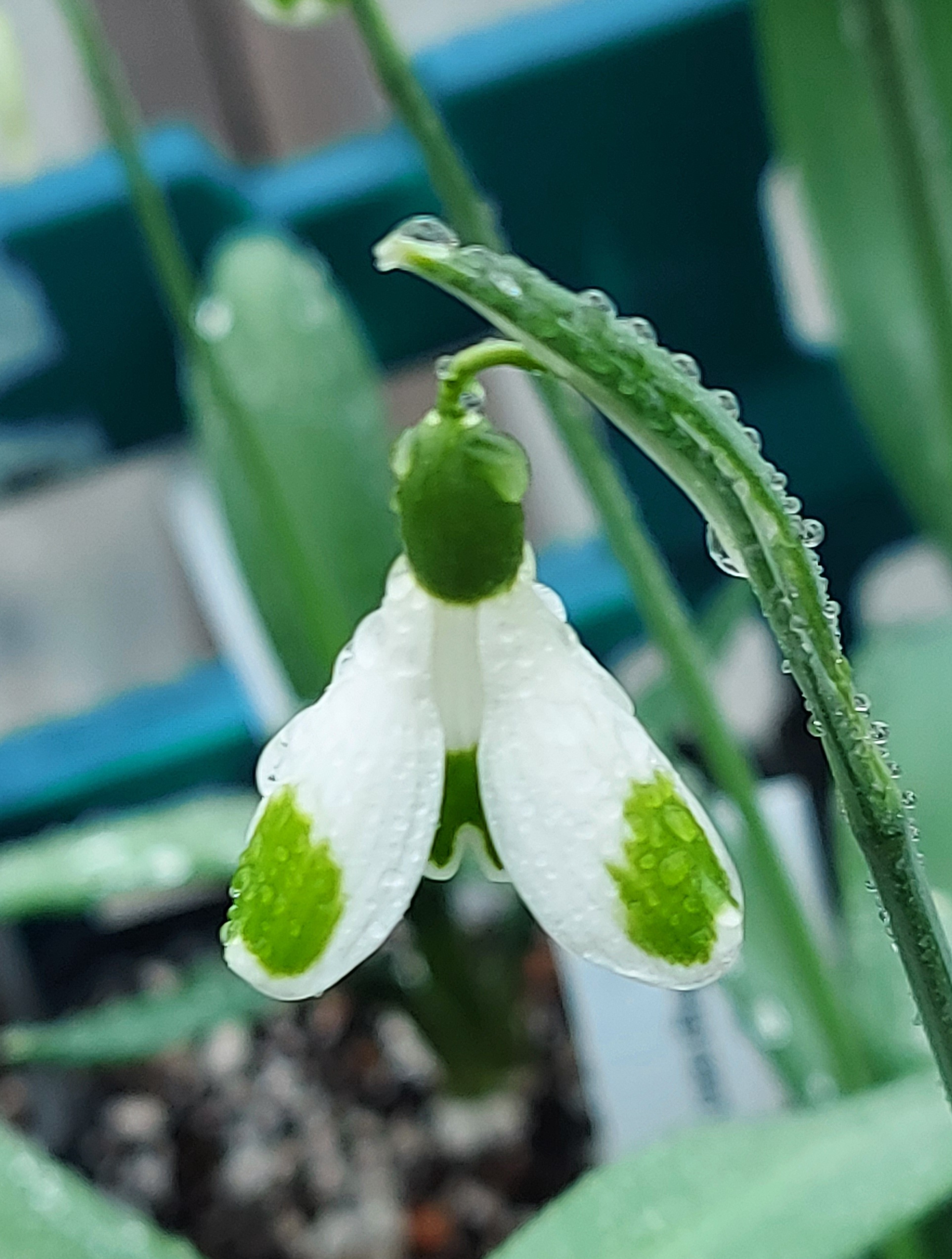 Galanthus Trym Ingram