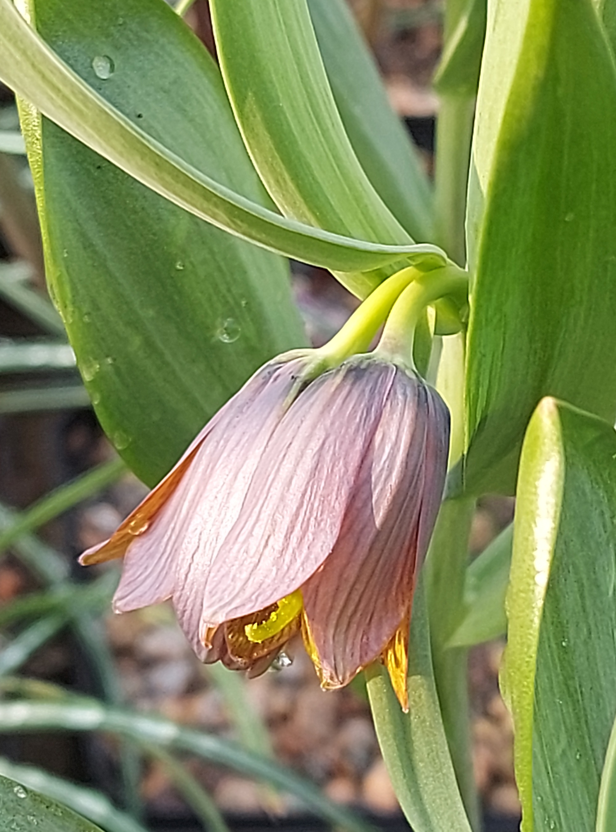 Fritillaria minuta