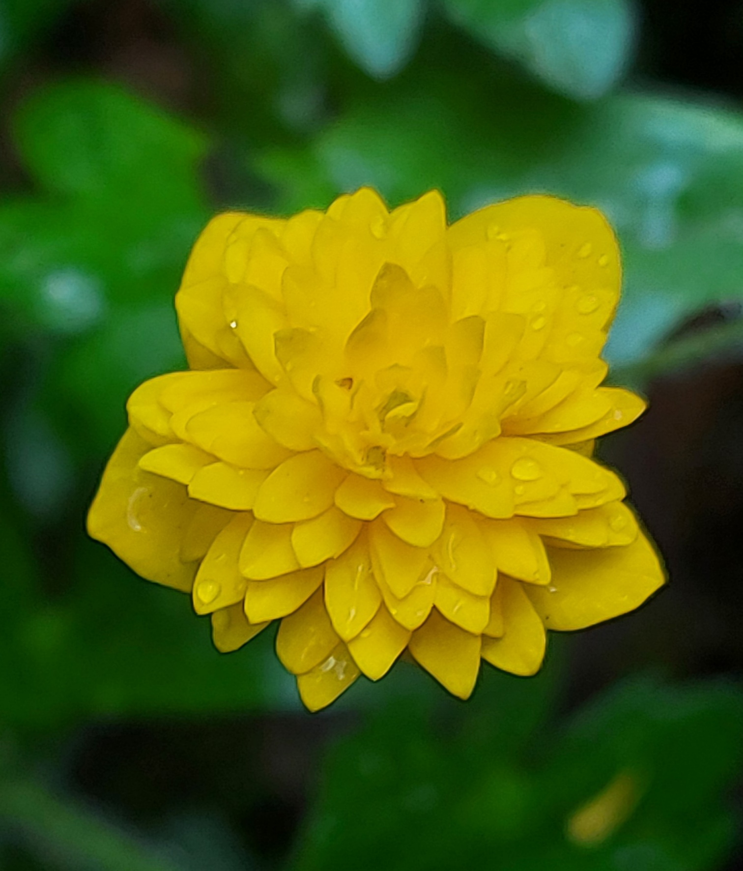 Anemone ranunculoides Aureus