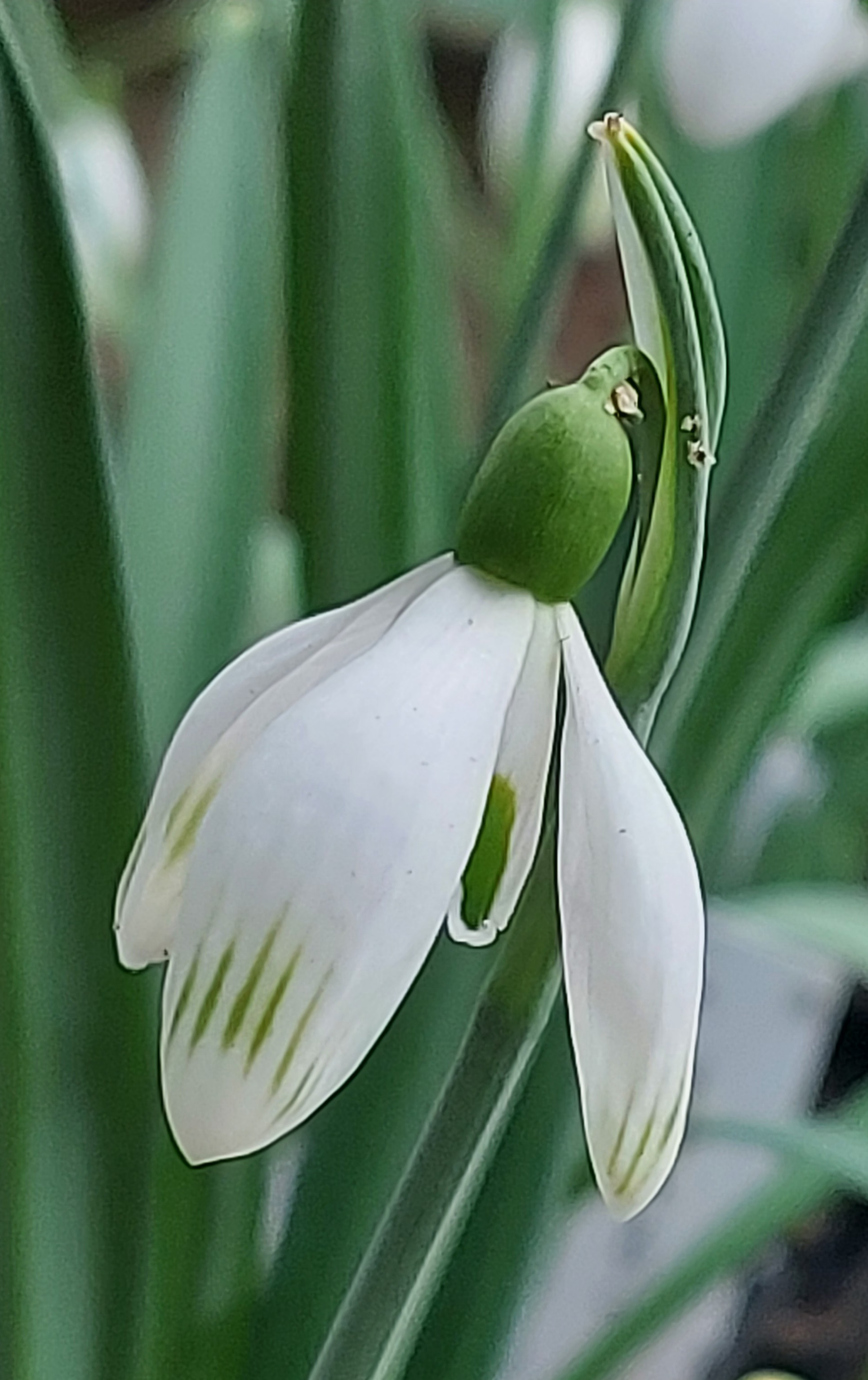 Galanthus Zeitgeist