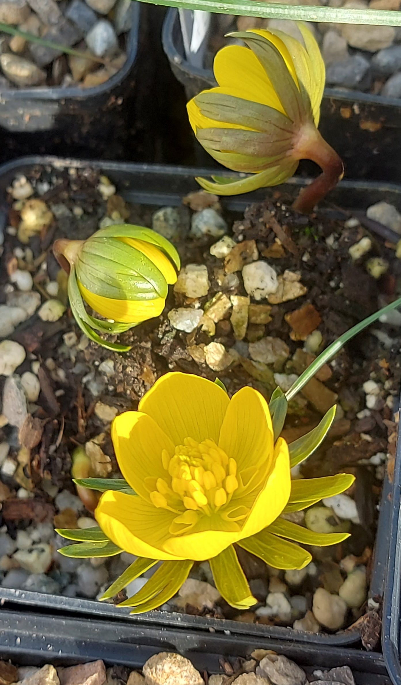 Eranthis tubergenii Guinea Gold