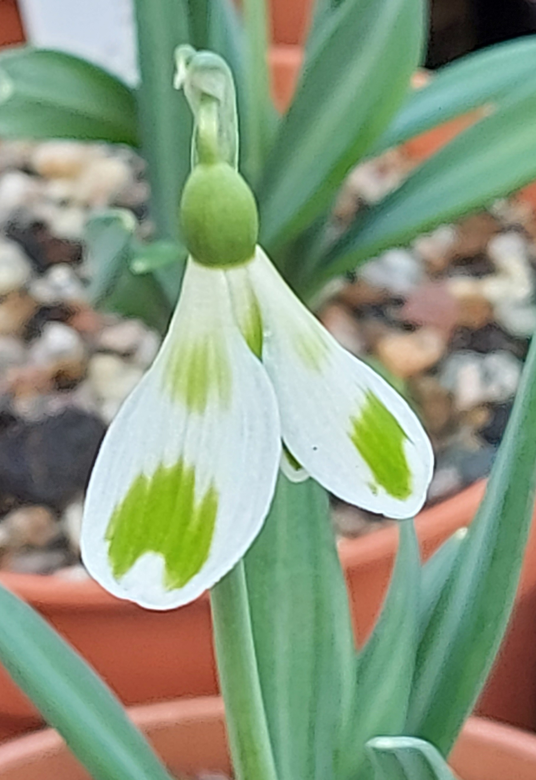 Galanthus Phil Cornish