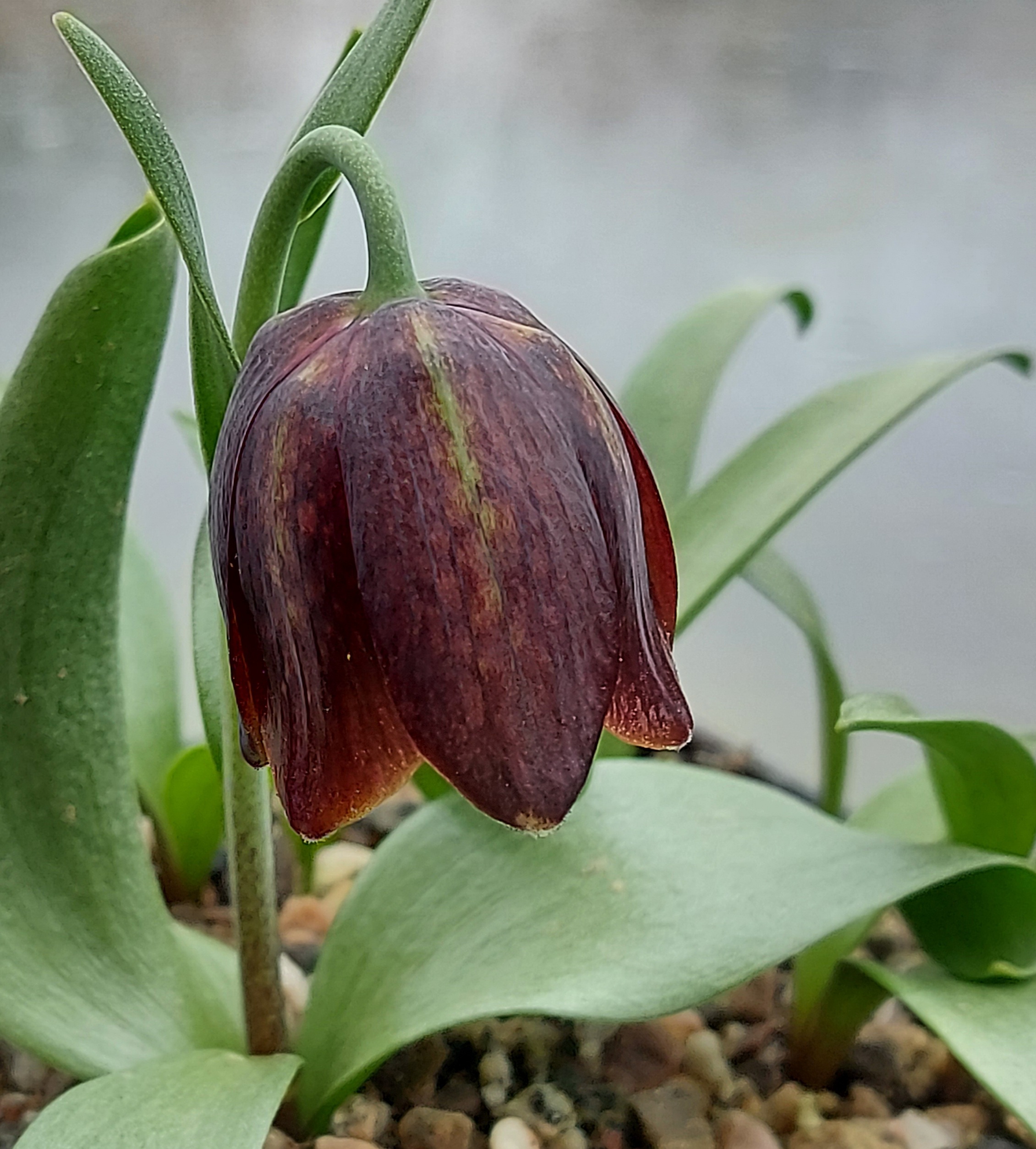 Fritillaria davisii