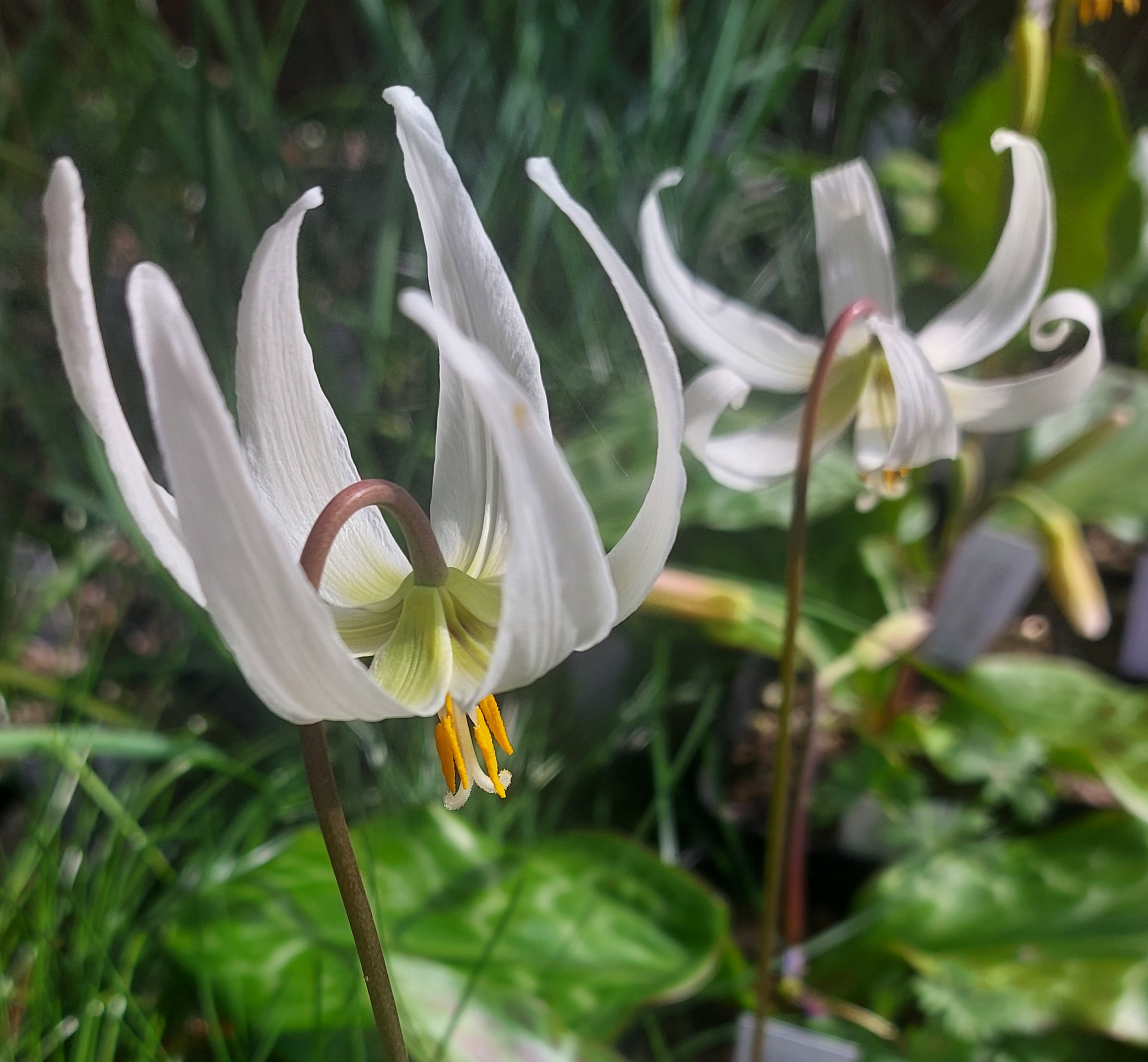Erythronium White Star