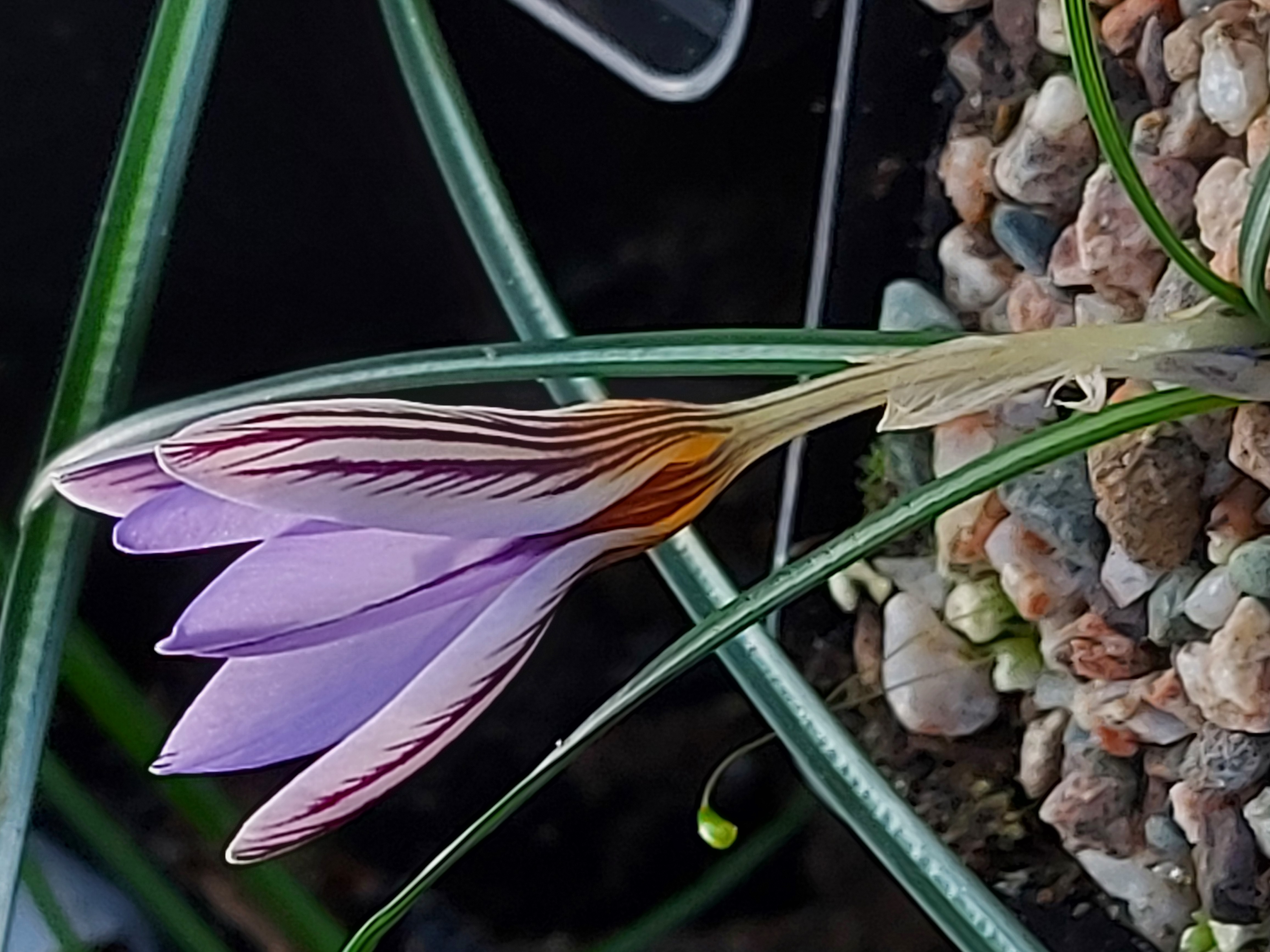 Crocus harveyi