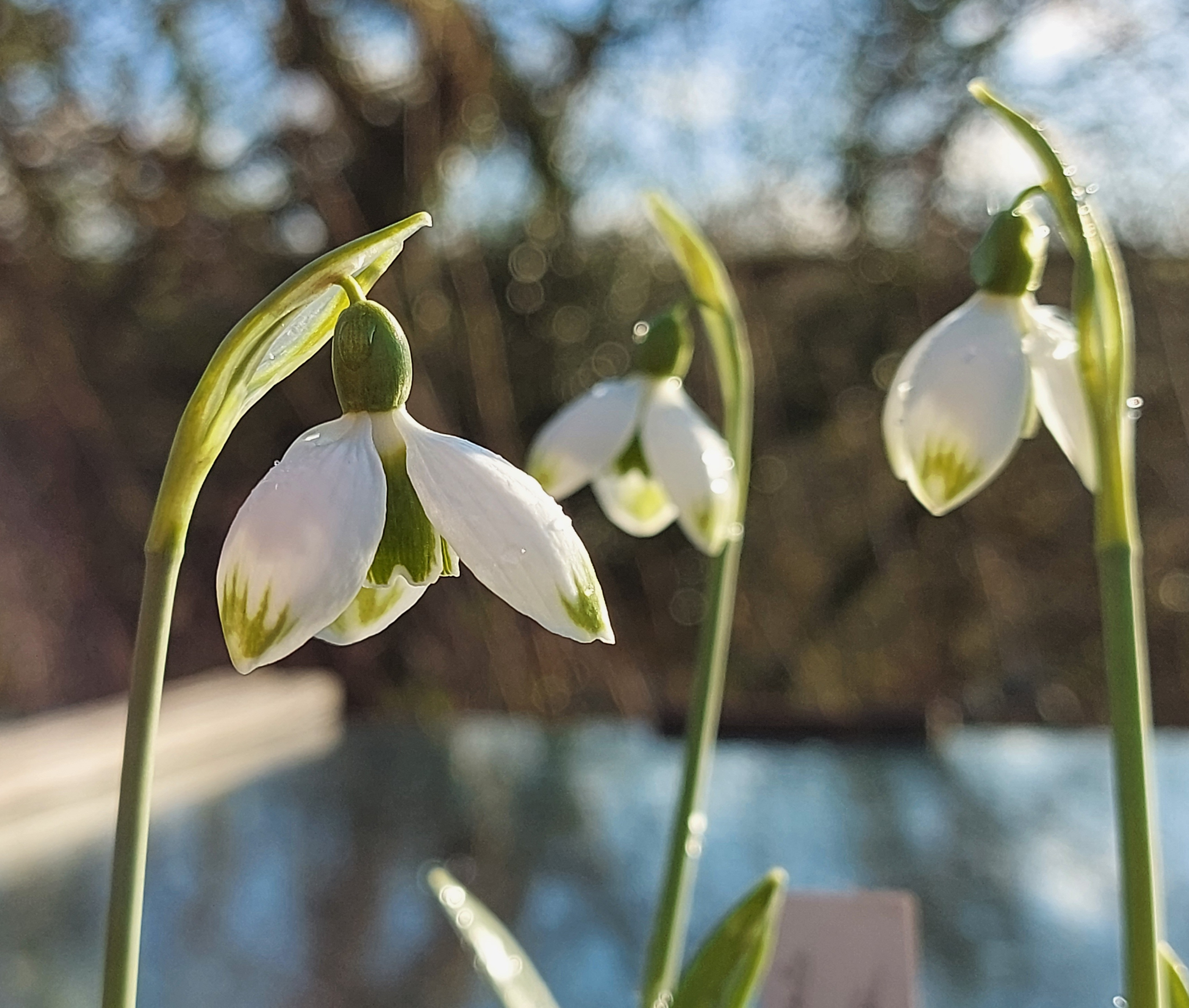 Galanthus Mr Taylor