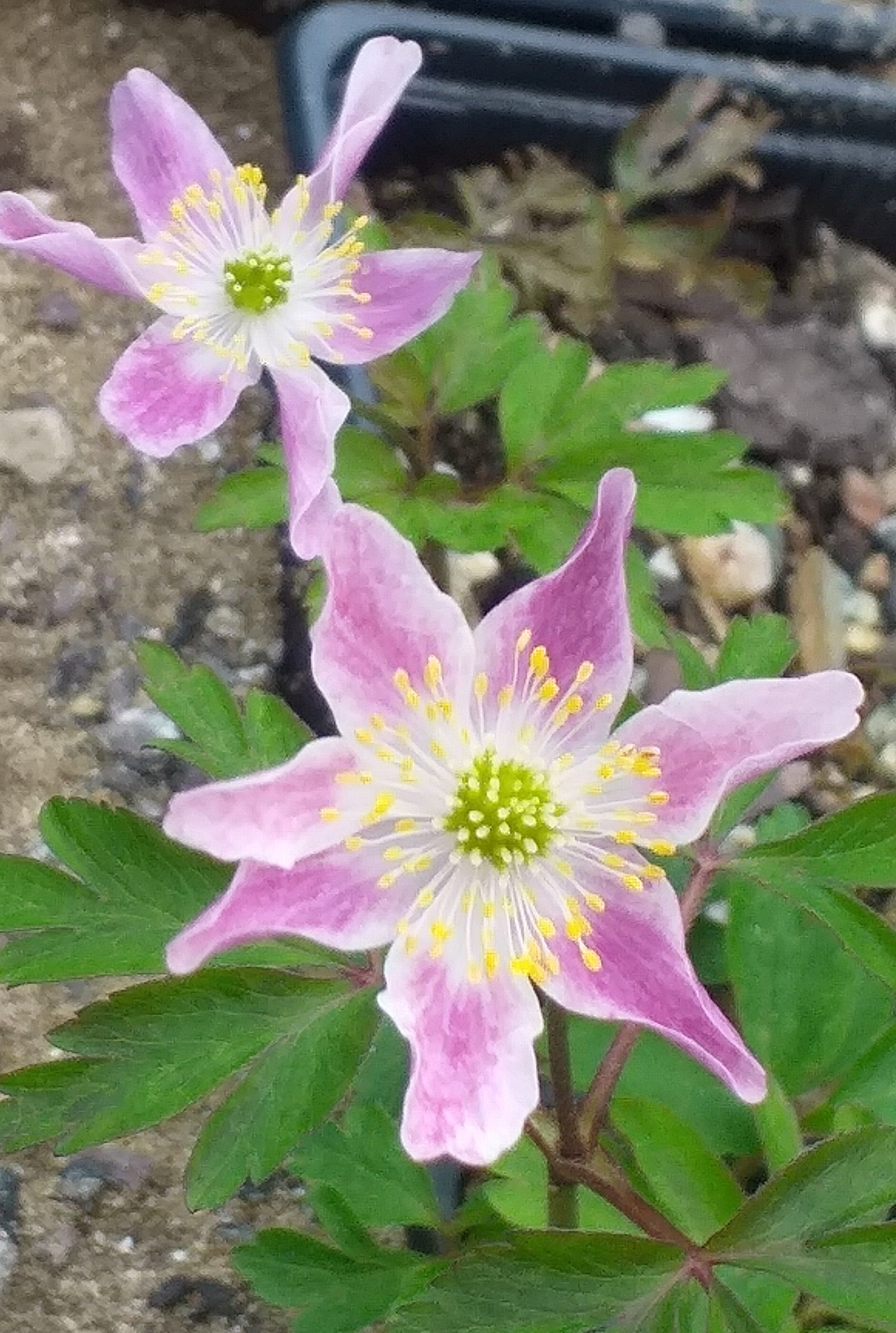 Anemone nemorosa Wyatt's Pink