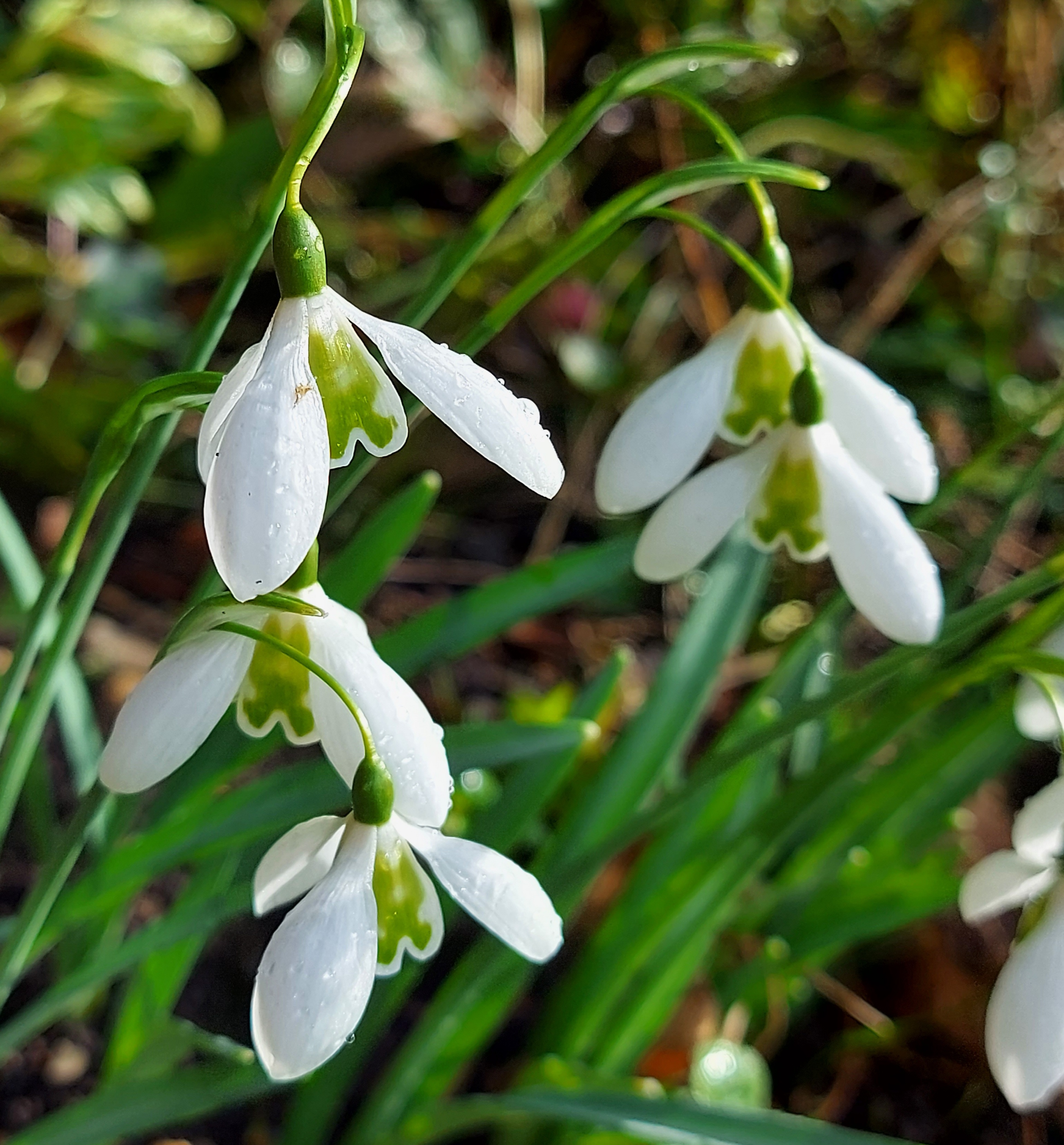 Galanthus Lapwing