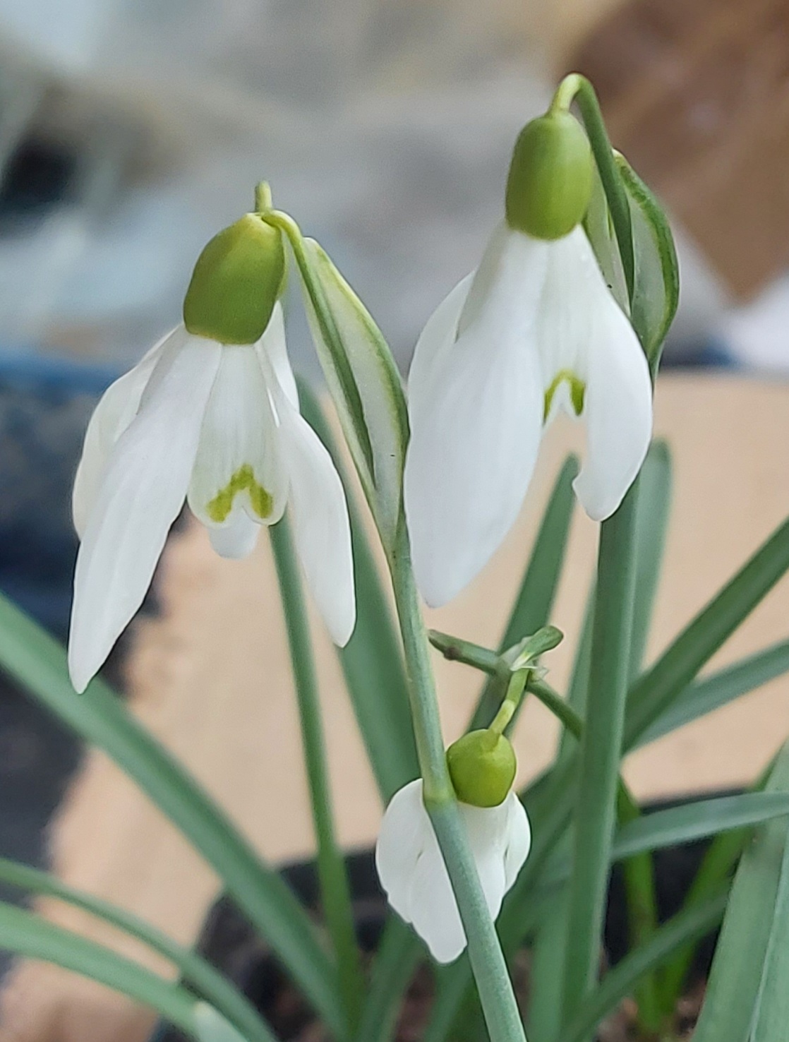 Galanthus Donaugold