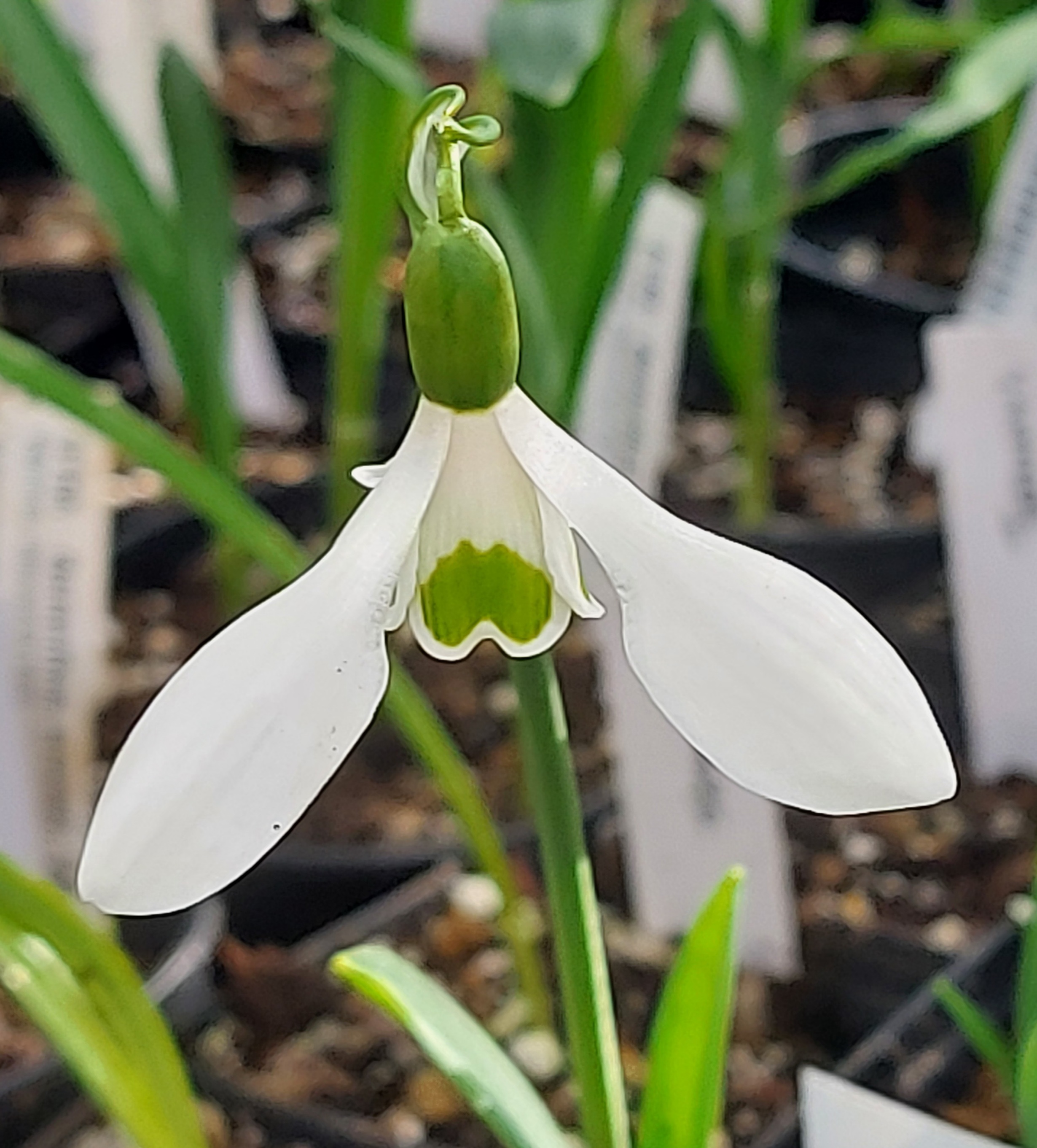 Galanthus Dorothy Foreman