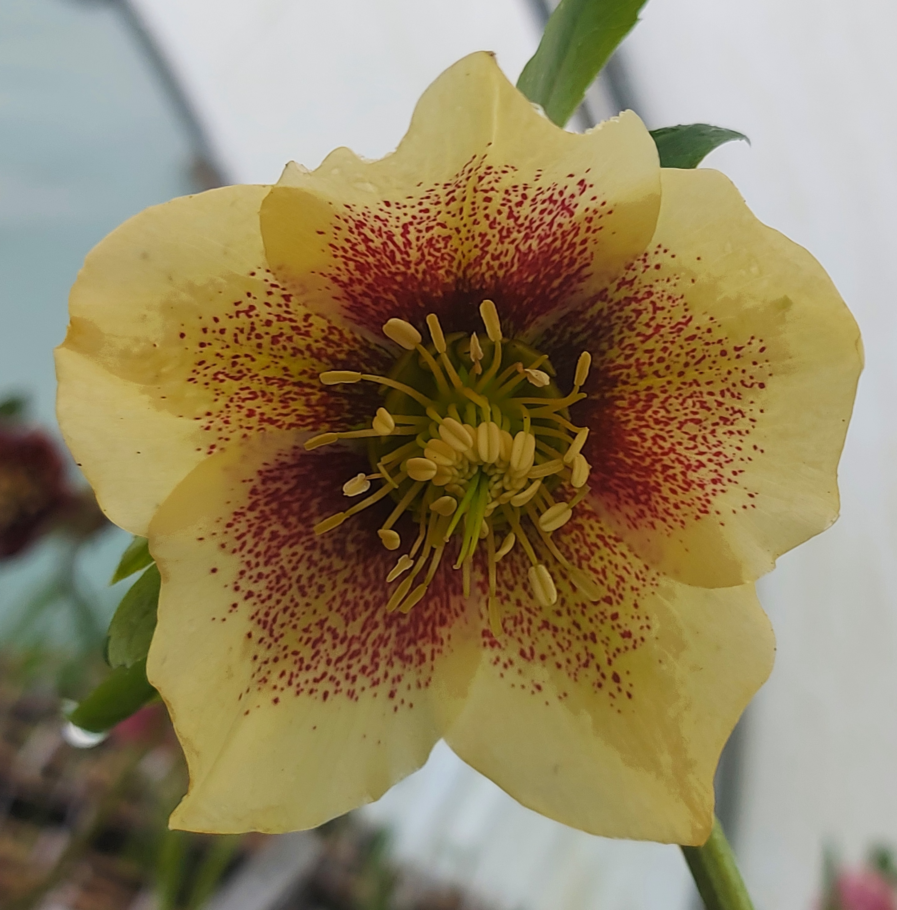 Helleborus x hybridus Peach Red Streak