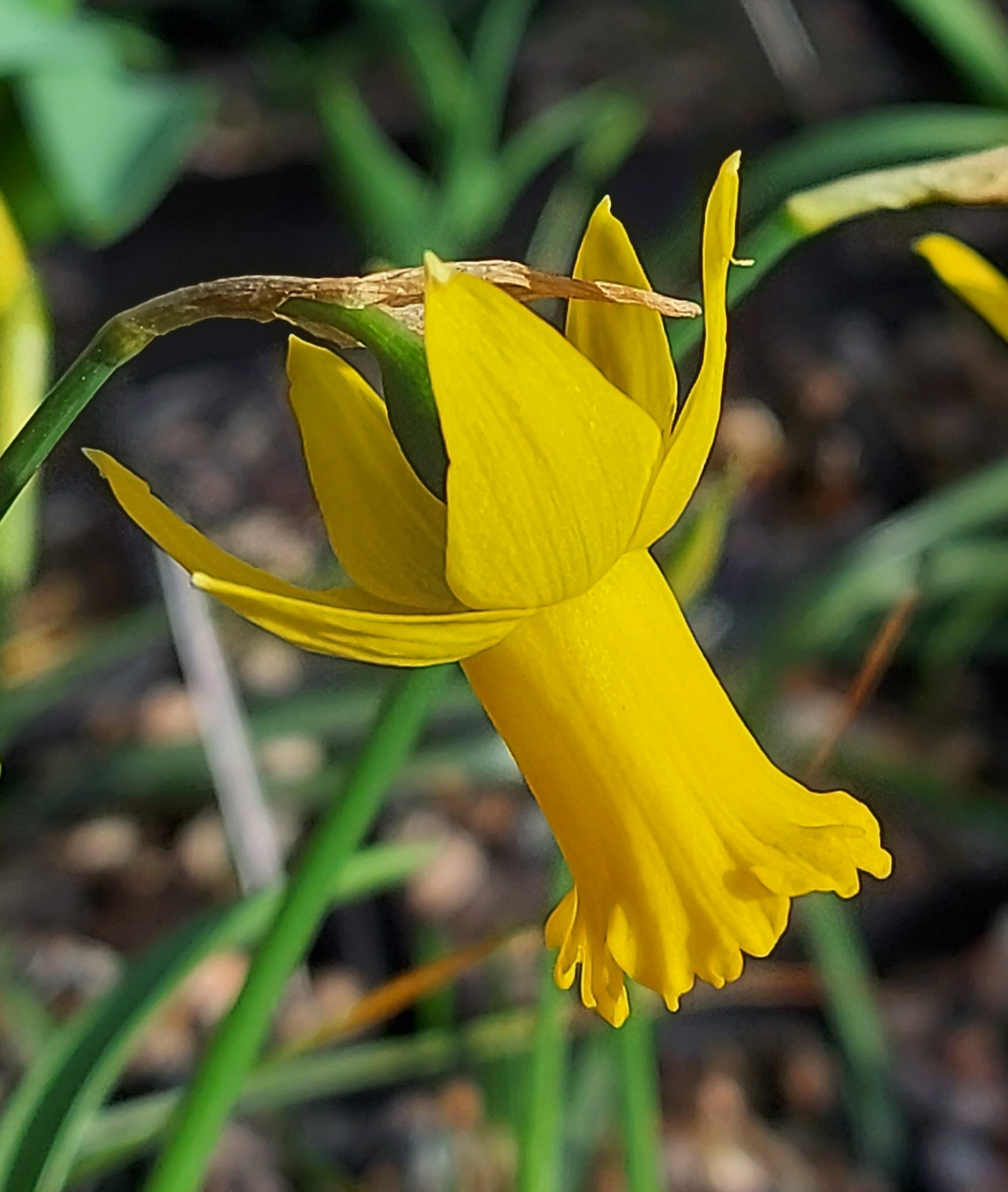 Narcissus hybrid (AW 2940)