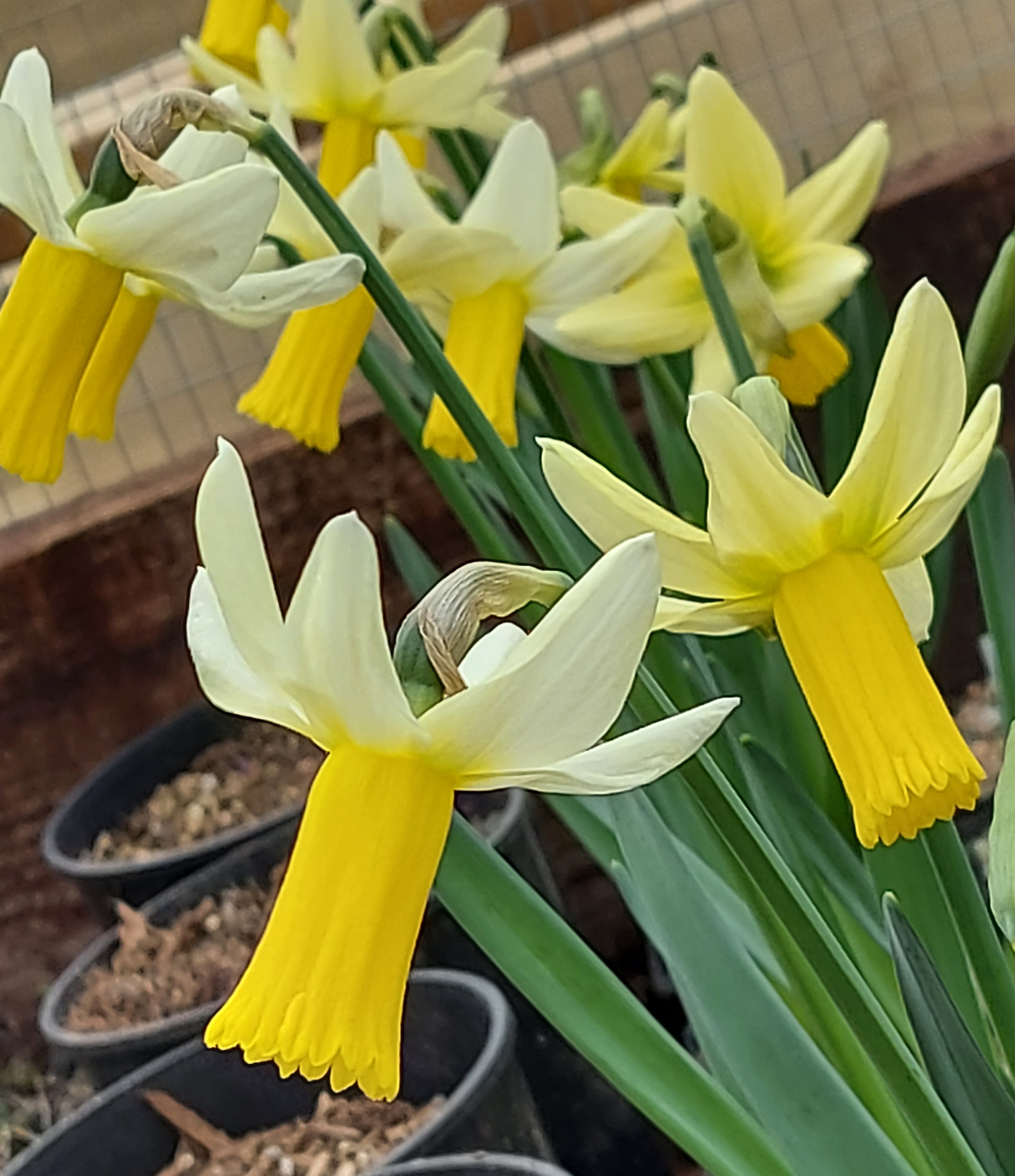 Narcissus Perky