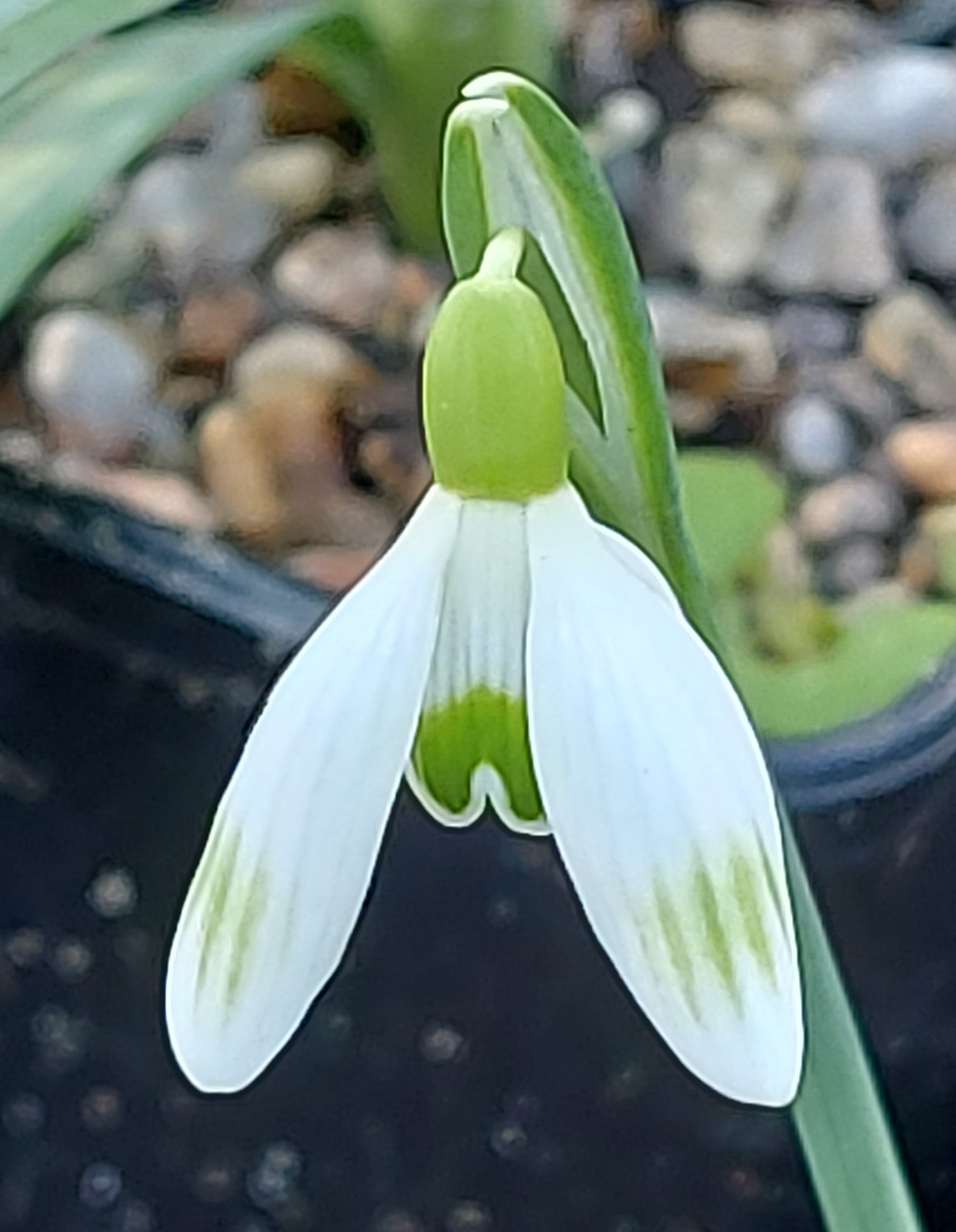 Galanthus Fiona Mackenzie