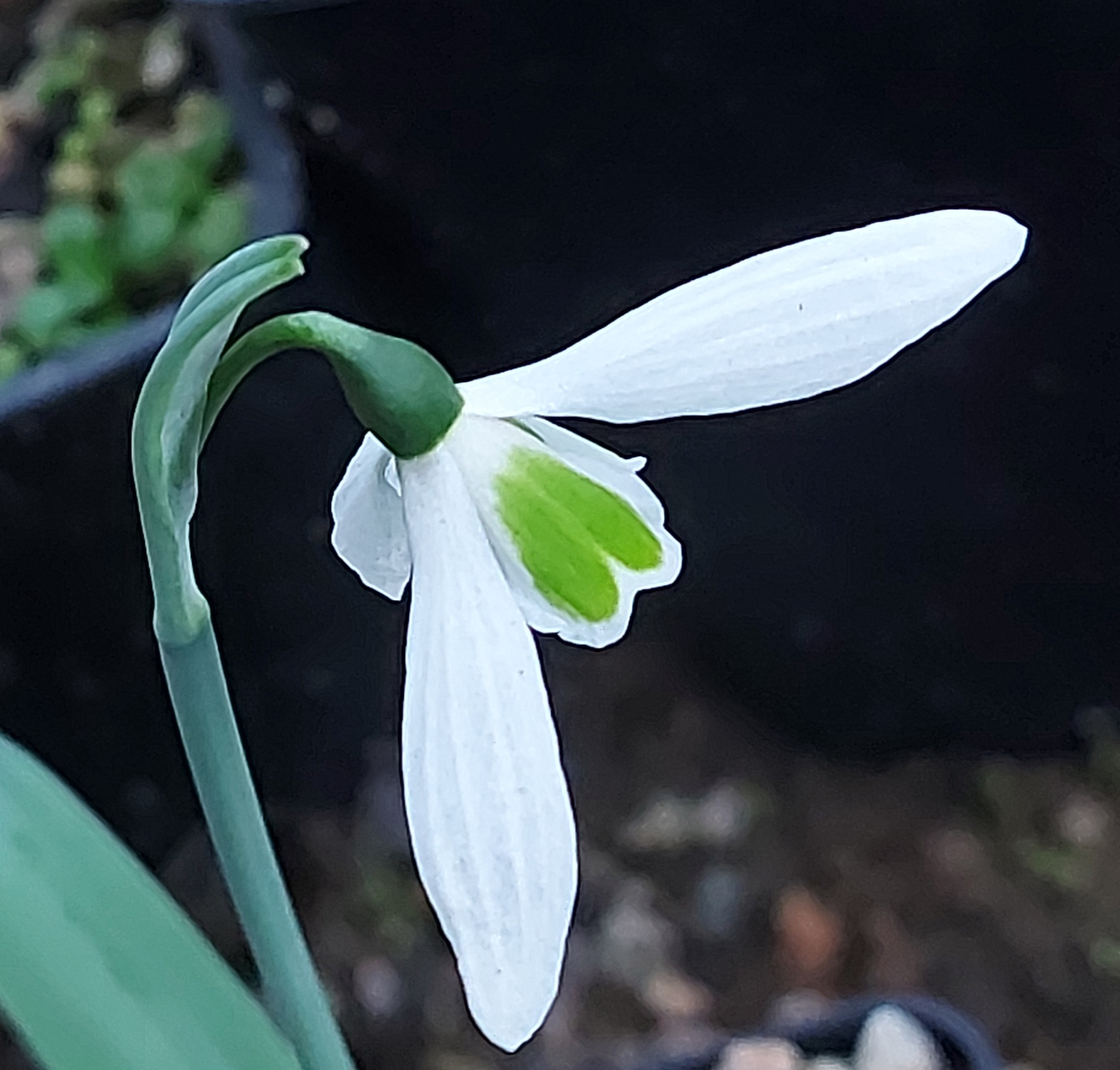 Galanthus Green Early Jewel
