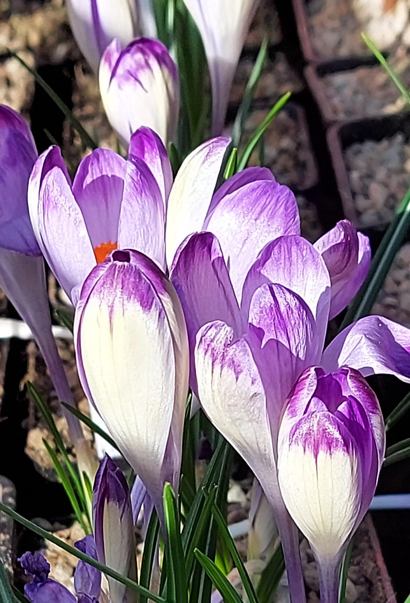 Crocus Harry Hay