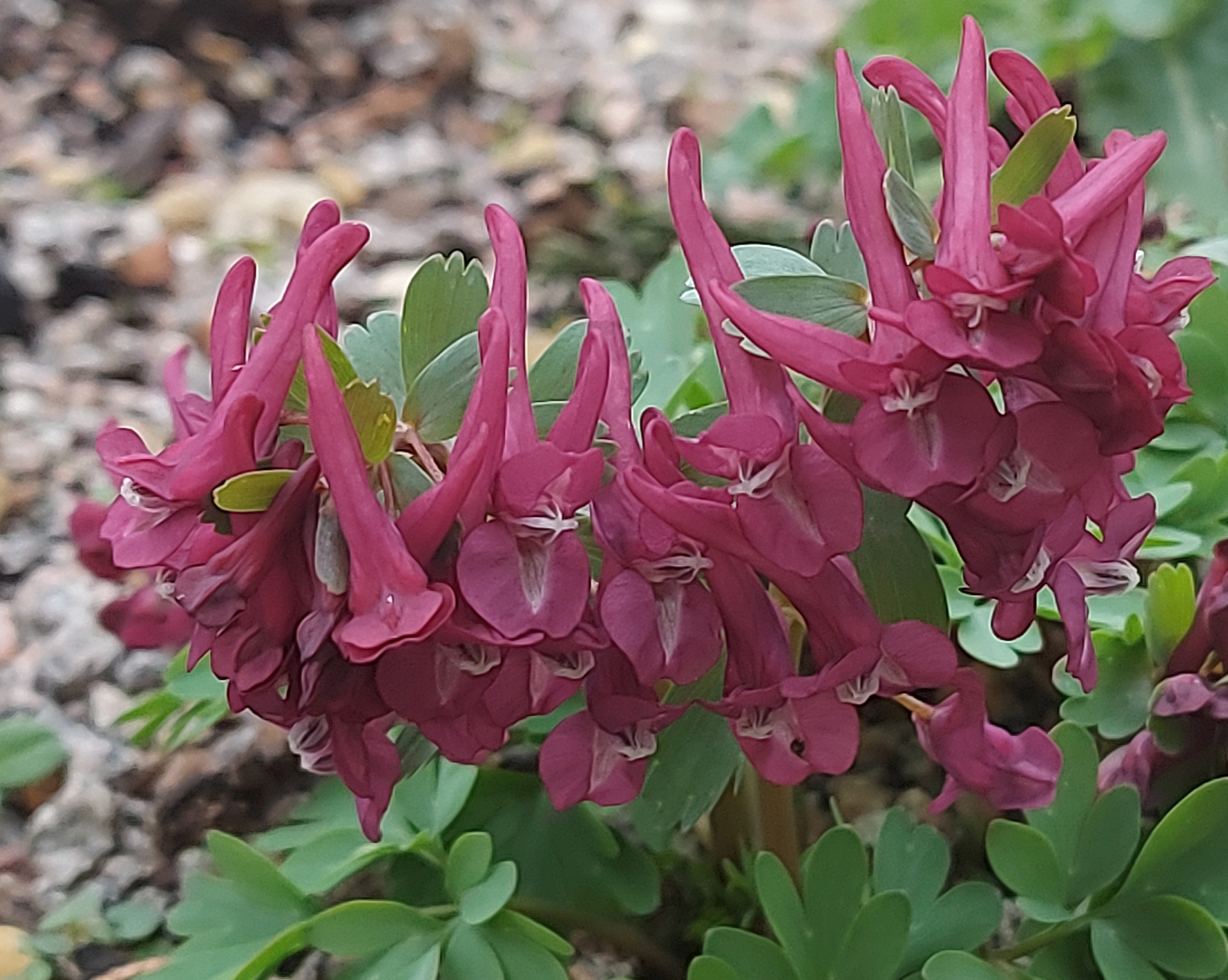 Corydalis Purple Bird