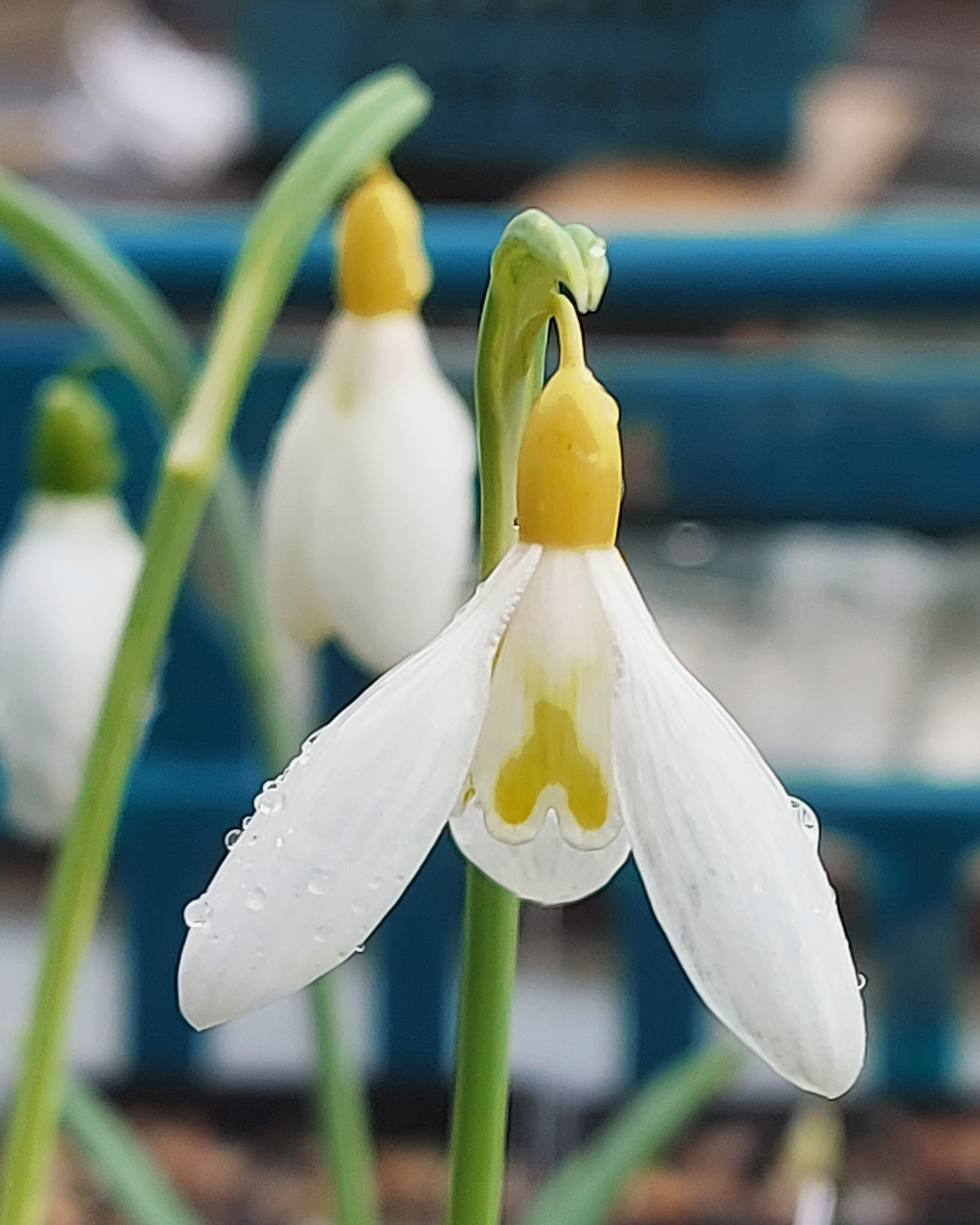 Galanthus Chantry Gold Cross