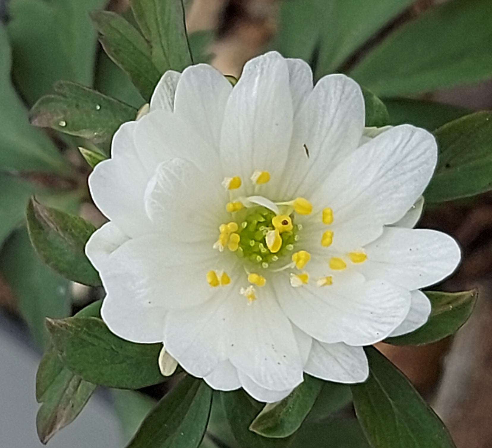 Anemone nemorosa Pleugers Plena