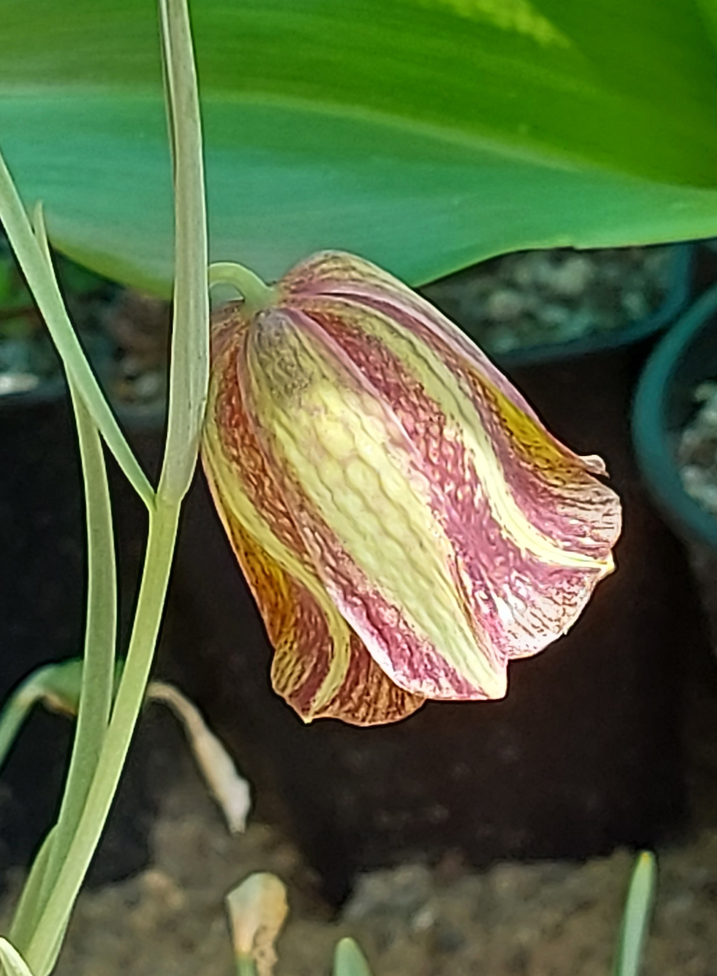 Fritillaria messenensis