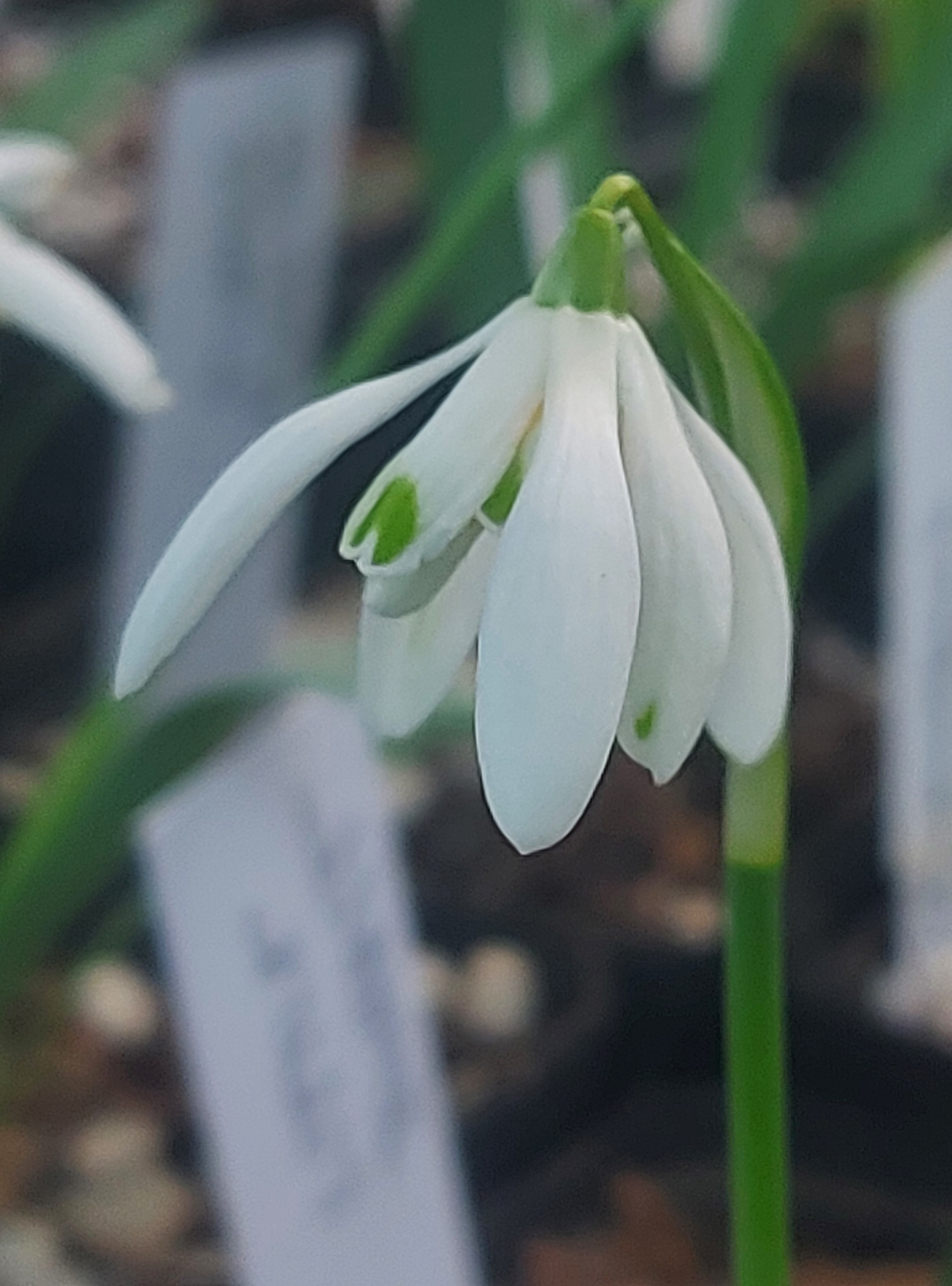 Galanthus Orange Star Double