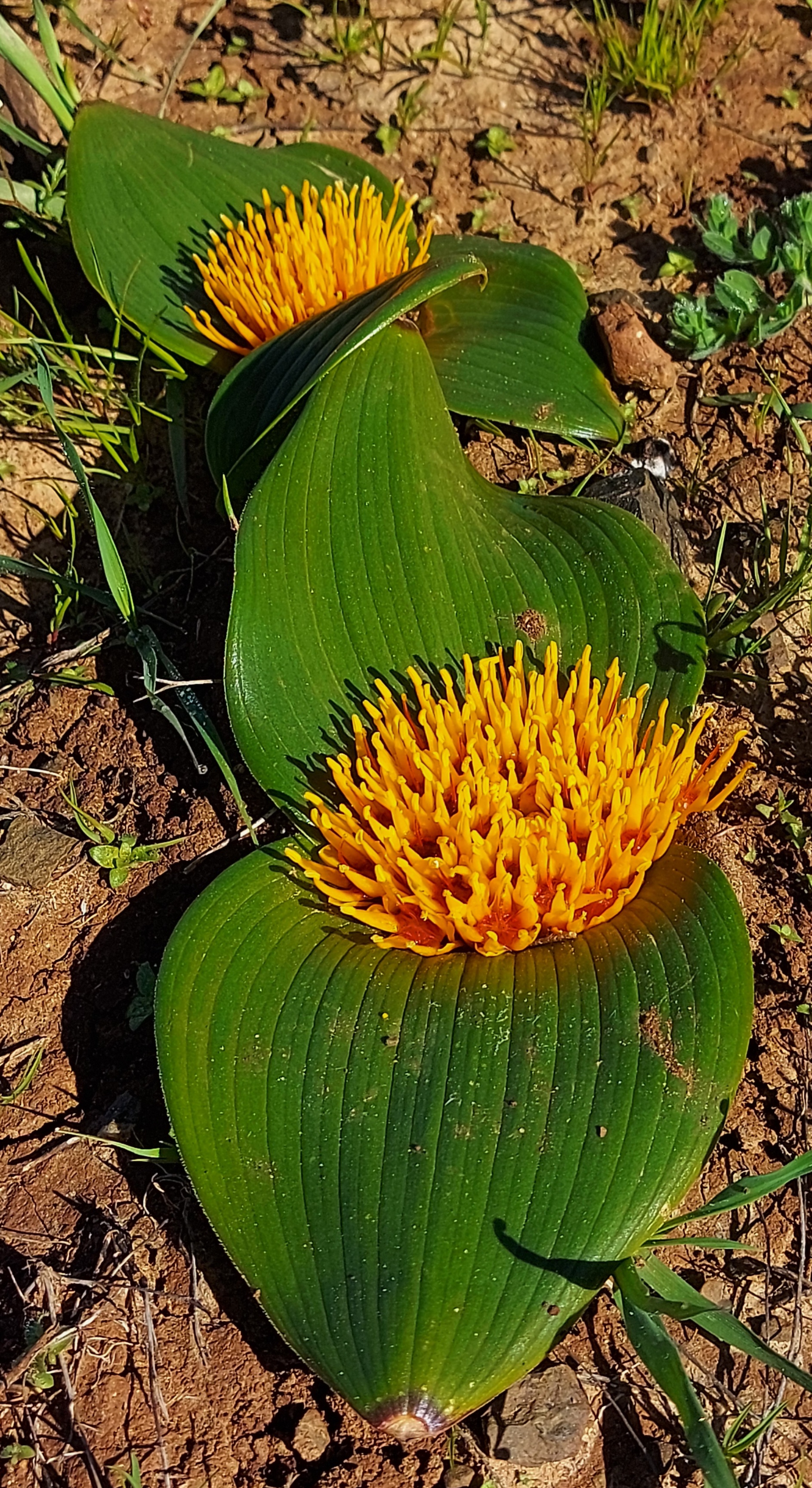Daubenya capensis