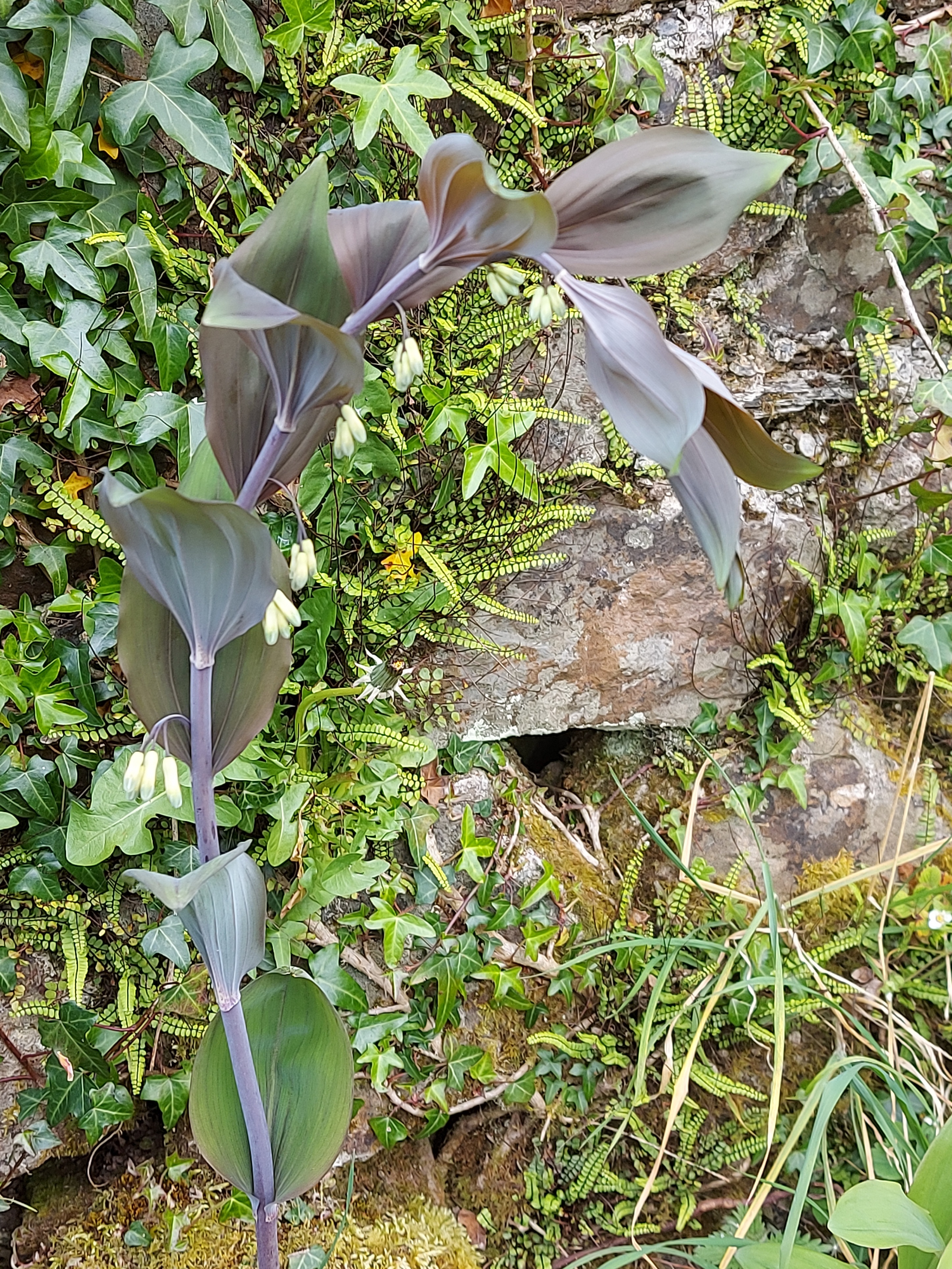 Polygonatum hybridum Betberg