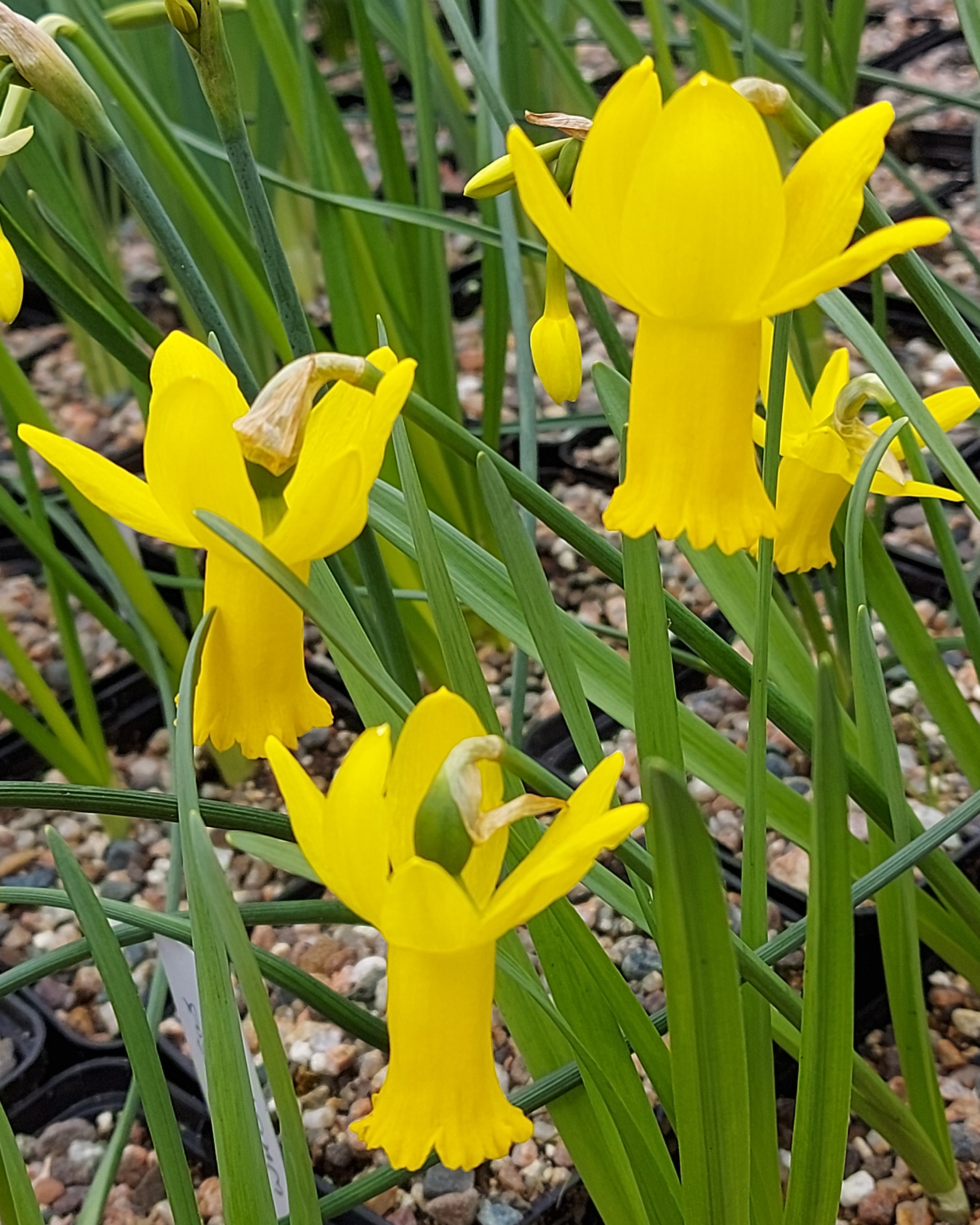 Narcissus Jetage