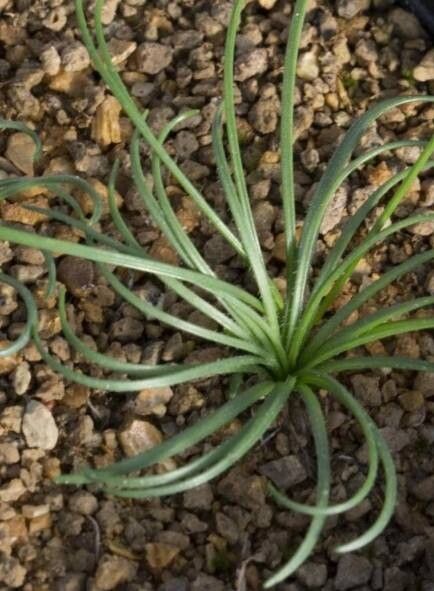 Gethyllis oliverorum