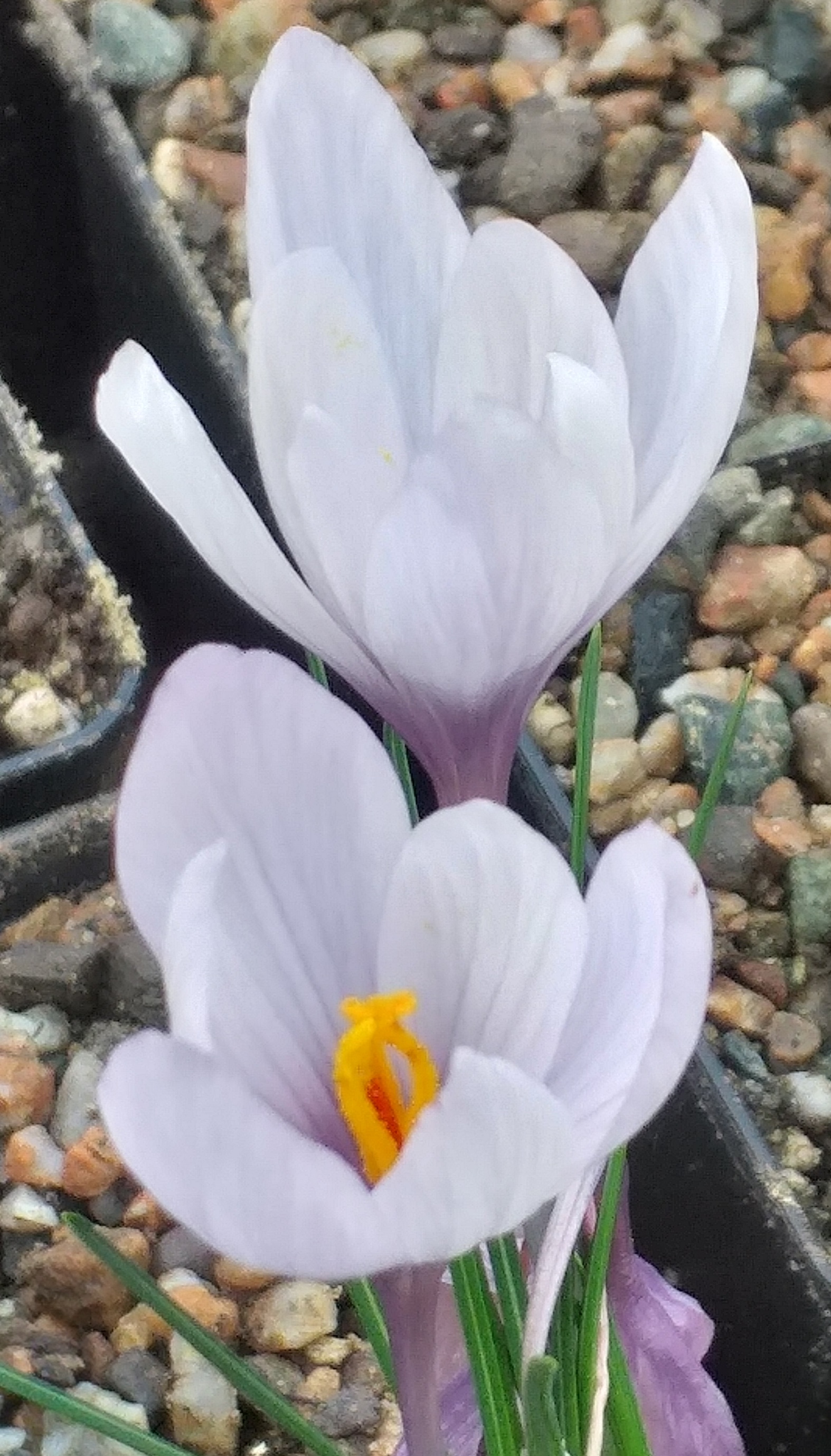 Crocus hadriaticus Celia