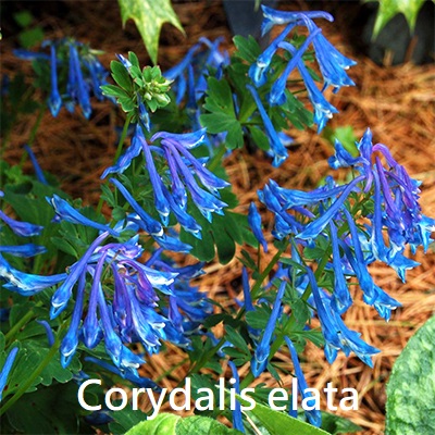 Corydalis elata