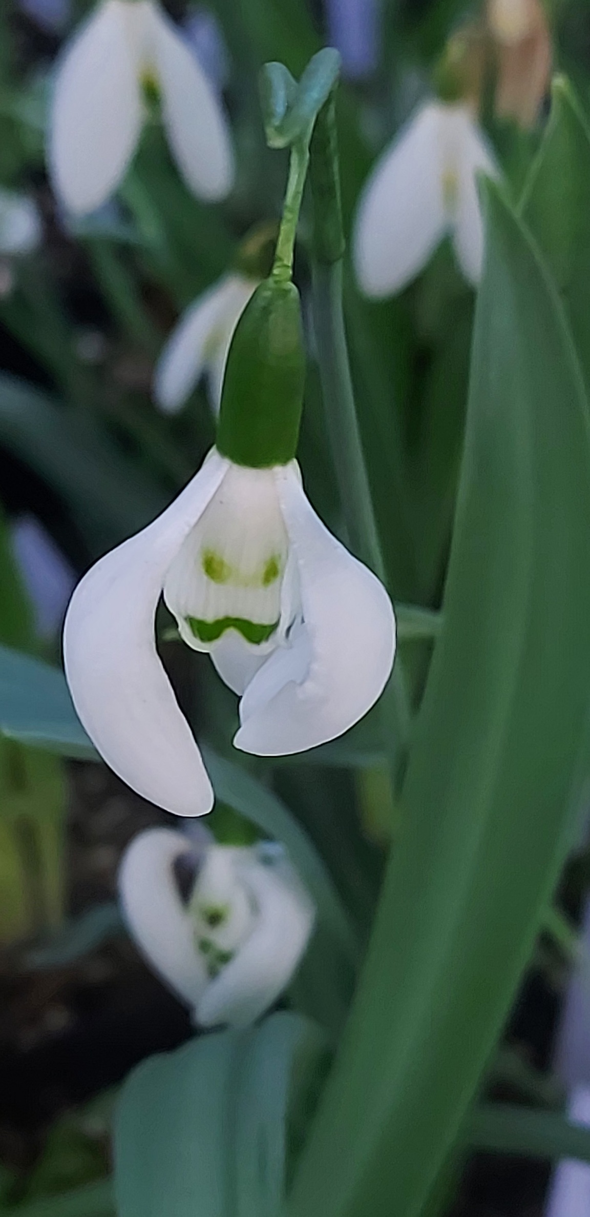Galanthus Moses Basket